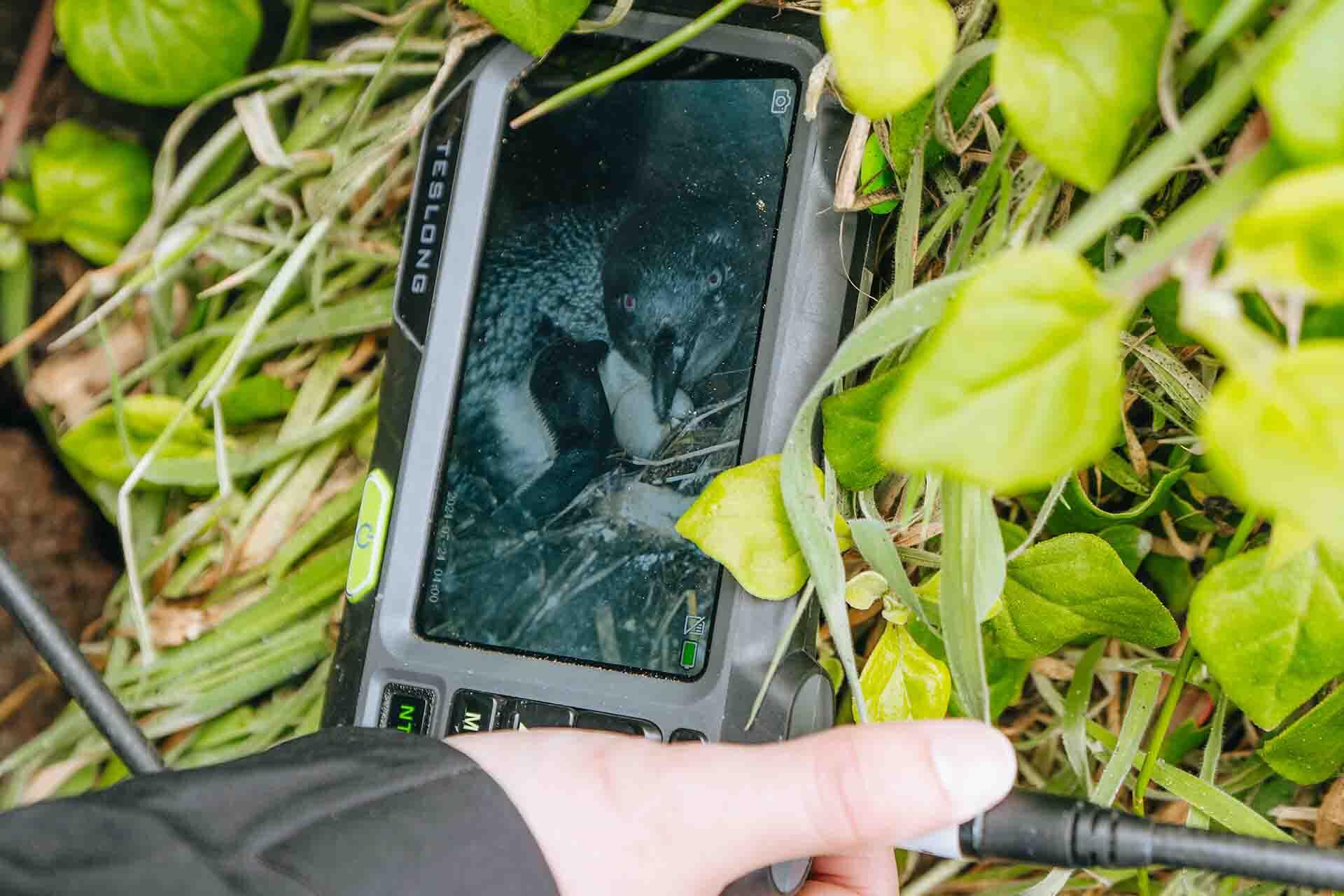 https://cdn.aucklandunlimited.com/zoo/assets/media/korora-fieldwork-monitoring-a-penguin-with-an-egg-on-camera.jpg