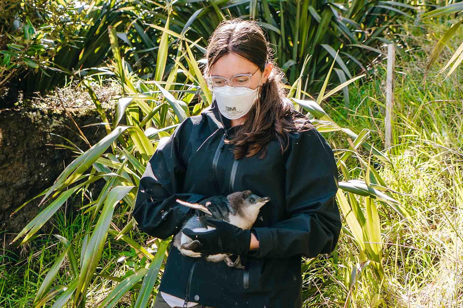https://cdn.aucklandunlimited.com/zoo/assets/media/korora-fieldwork-monitoring-carrying-a-penguin-chick.jpg