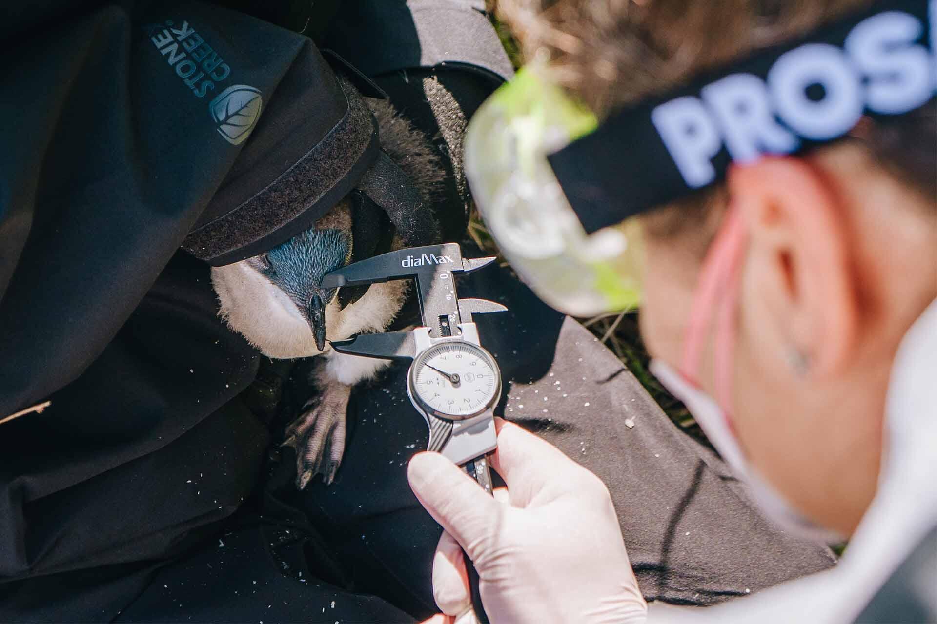 https://cdn.aucklandunlimited.com/zoo/assets/media/korora-fieldwork-monitoring-measuring-the-penguins-beak.jpg
