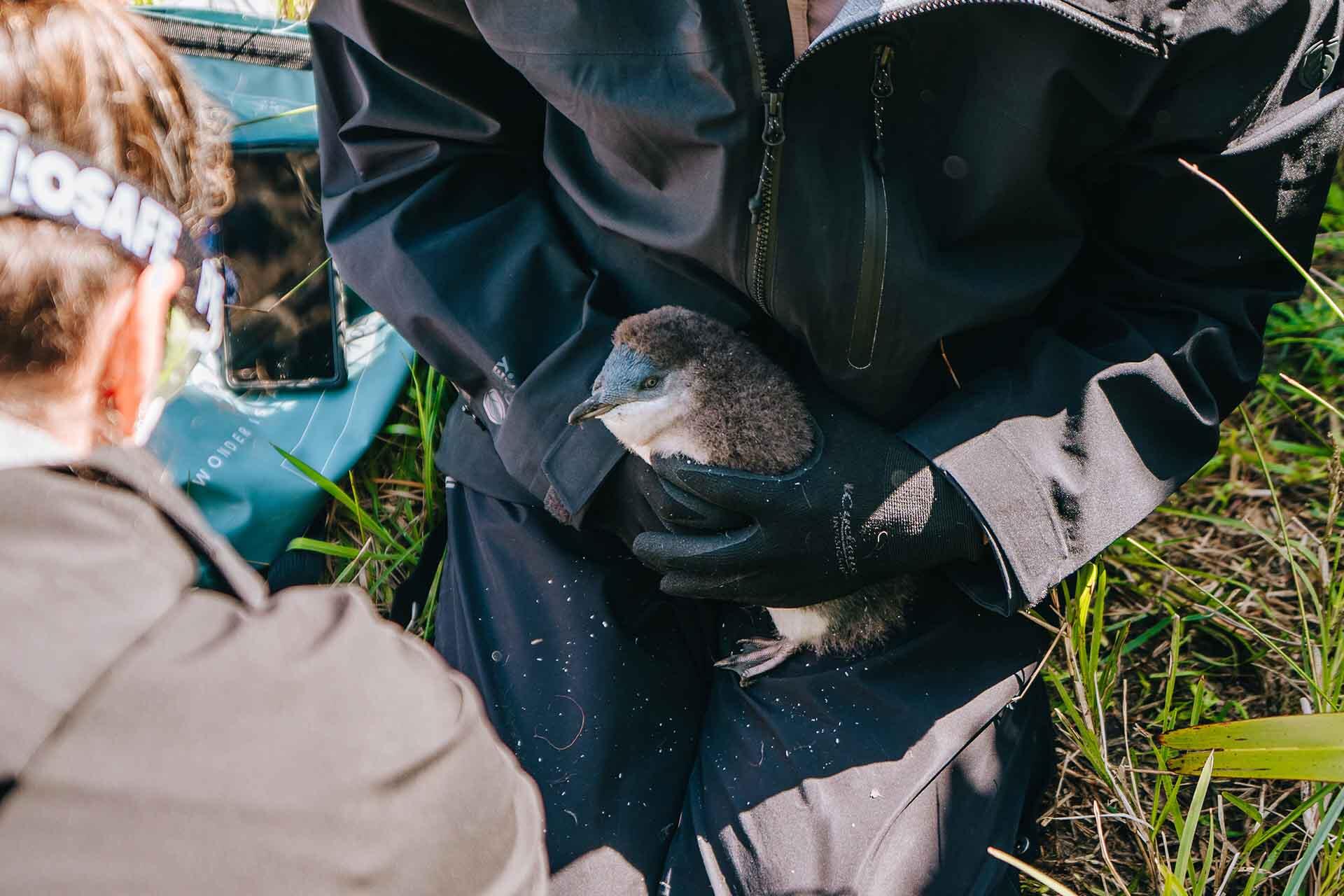 Auckland Zoo heads to west coast beaches to conserve little penguins