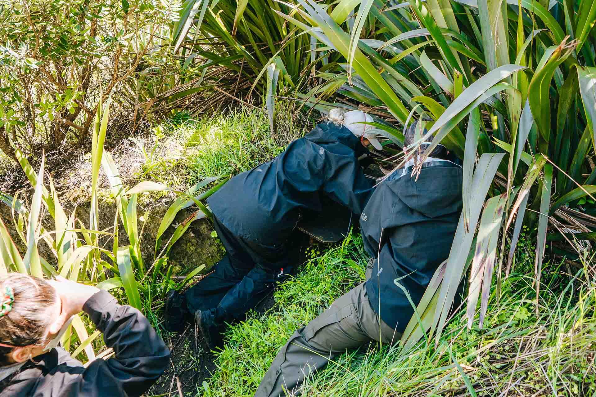 https://cdn.aucklandunlimited.com/zoo/assets/media/korora-fieldwork-monitoring-people-checking-a-penguin-nest-under-a-flax-bush.jpg