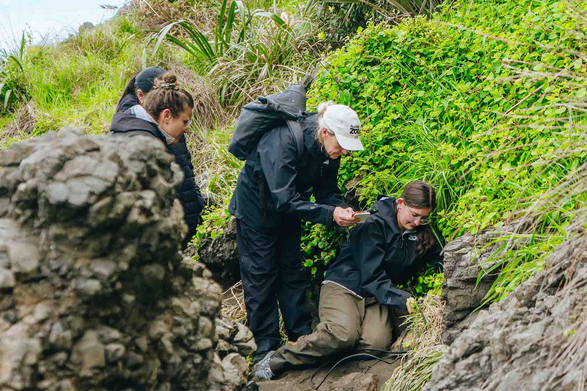 https://cdn.aucklandunlimited.com/zoo/assets/media/korora-fieldwork-monitoring-people-checking-a-penguin-nest-with-a-camera.jpg