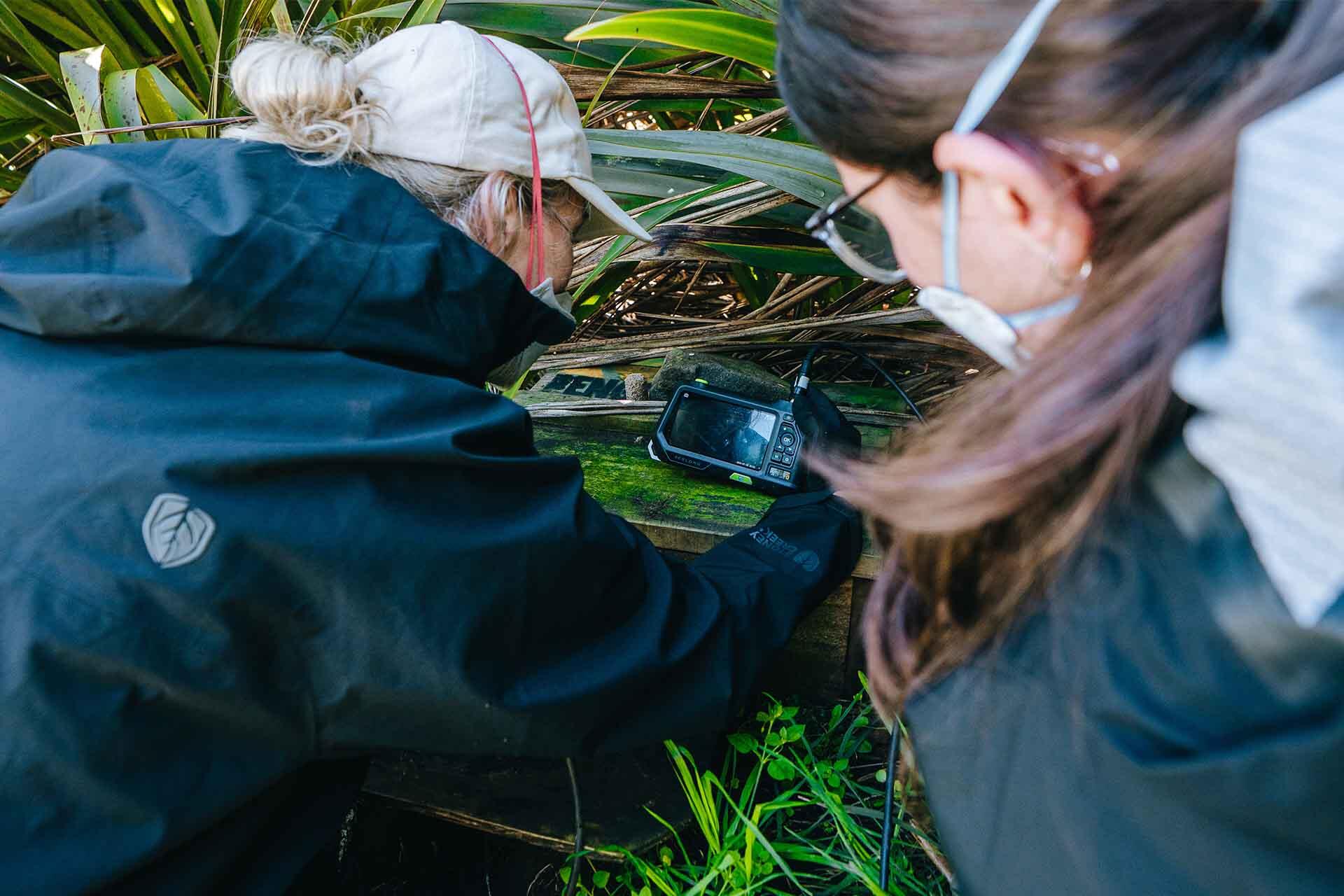 https://cdn.aucklandunlimited.com/zoo/assets/media/korora-fieldwork-monitoring-two-people-checking-a-penguin-nest-with-a-camera.jpg