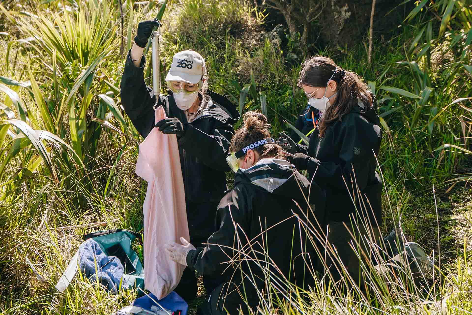 https://cdn.aucklandunlimited.com/zoo/assets/media/korora-fieldwork-monitoring-weighing-the-penguin.jpg