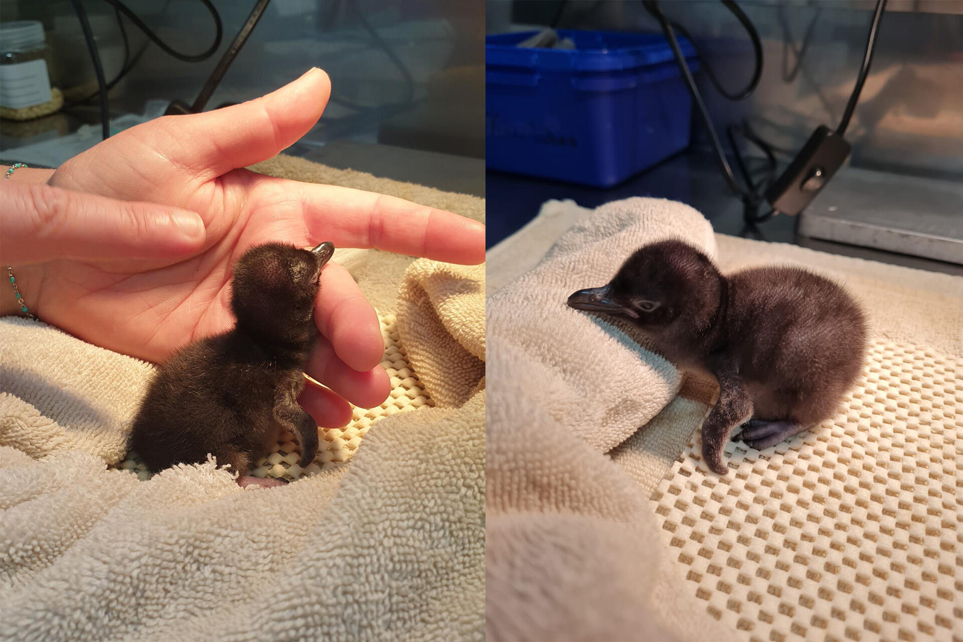 https://cdn.aucklandunlimited.com/zoo/assets/media/korora-little-penguin-chick-10-oct-2024.jpg