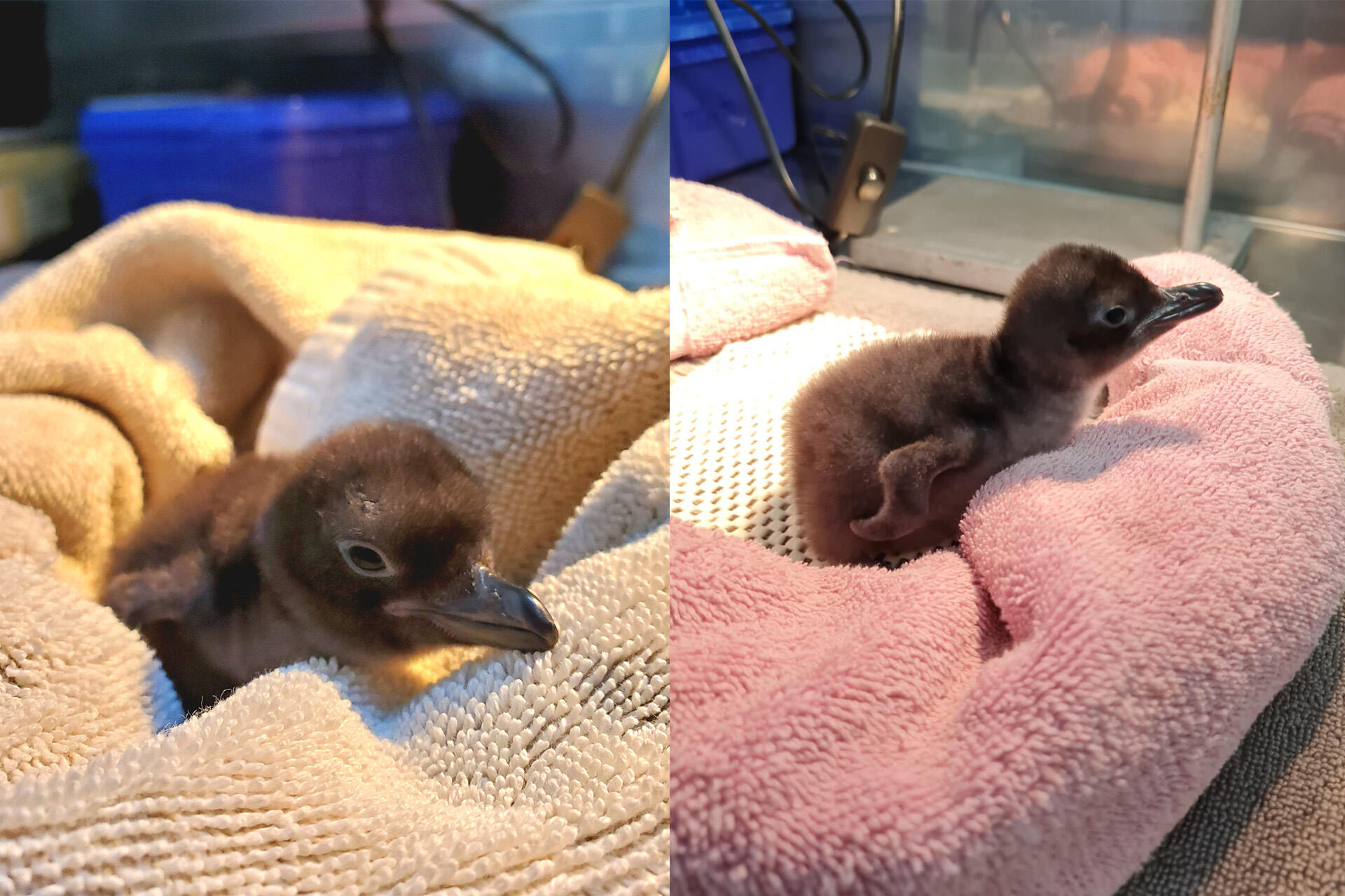 https://cdn.aucklandunlimited.com/zoo/assets/media/korora-little-penguin-chick-2024.jpg