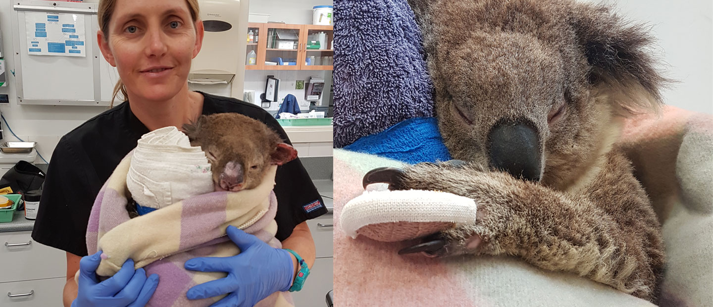 Caring for koala burns victims – a labour of love and expertise ...