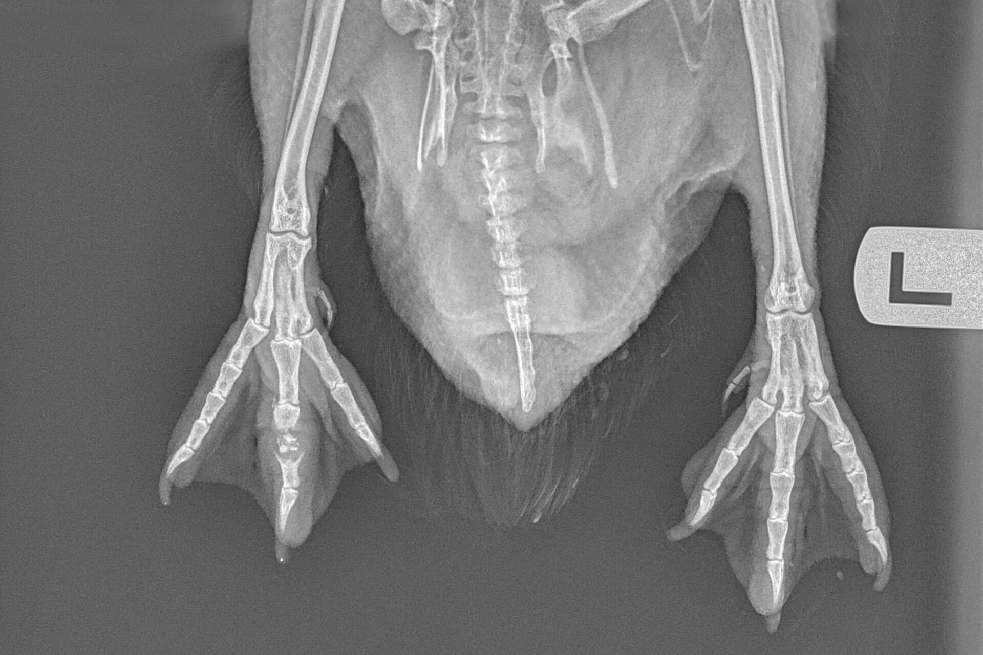 https://cdn.aucklandunlimited.com/zoo/assets/media/lbpenguin-foot-xray-201025.jpg