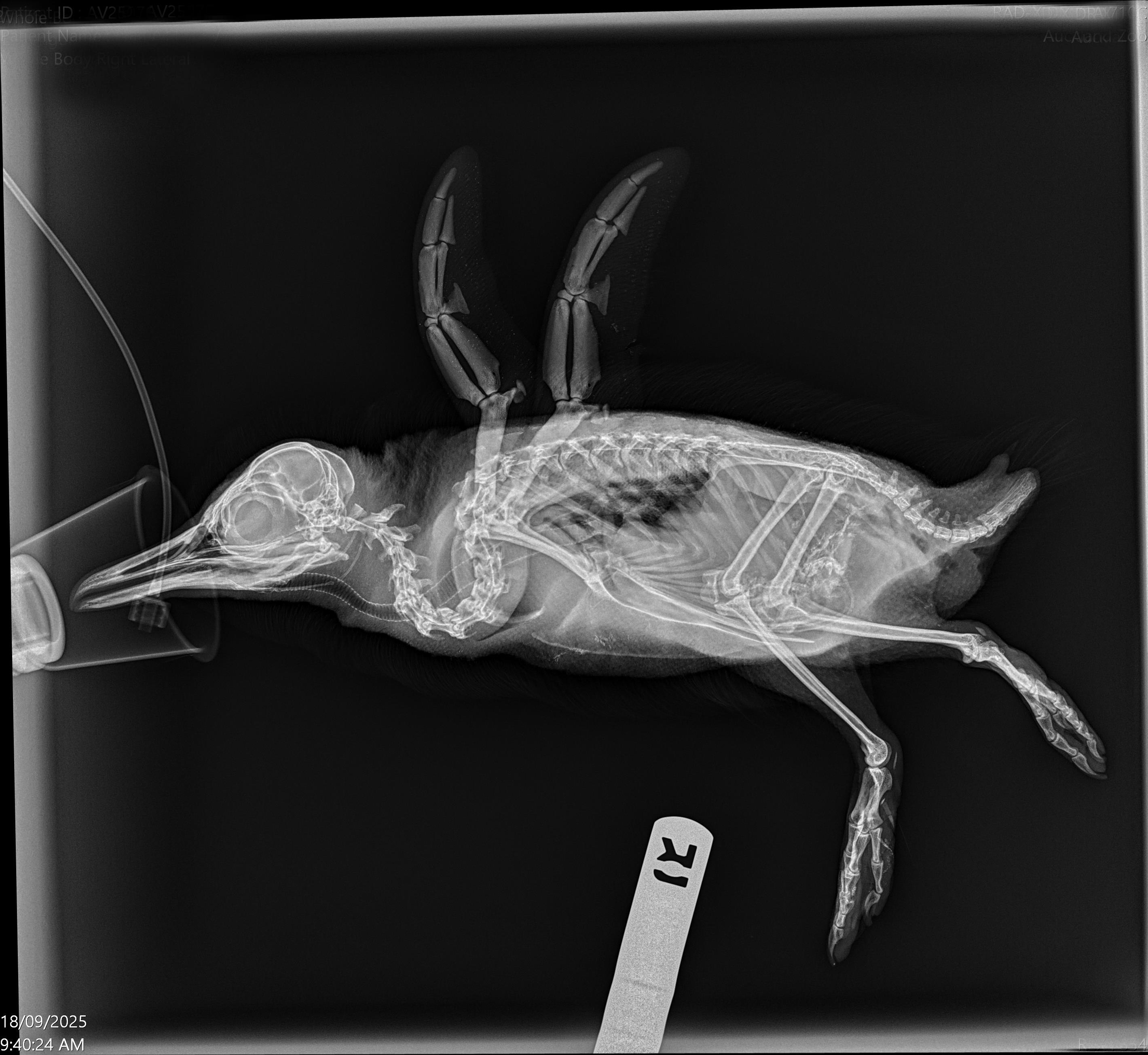 https://cdn.aucklandunlimited.com/zoo/assets/media/lbpenguin-initial-xray-180925.jpg