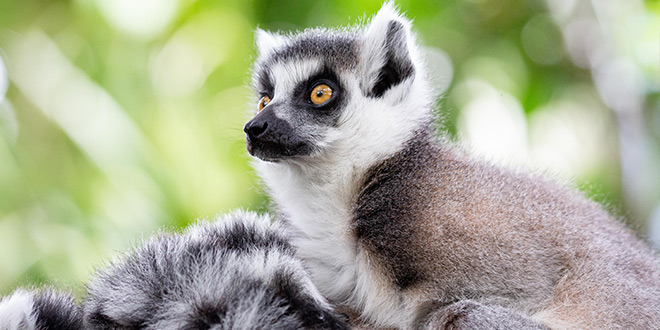 https://cdn.aucklandunlimited.com/zoo/assets/media/lemur-closeup-dt.jpg