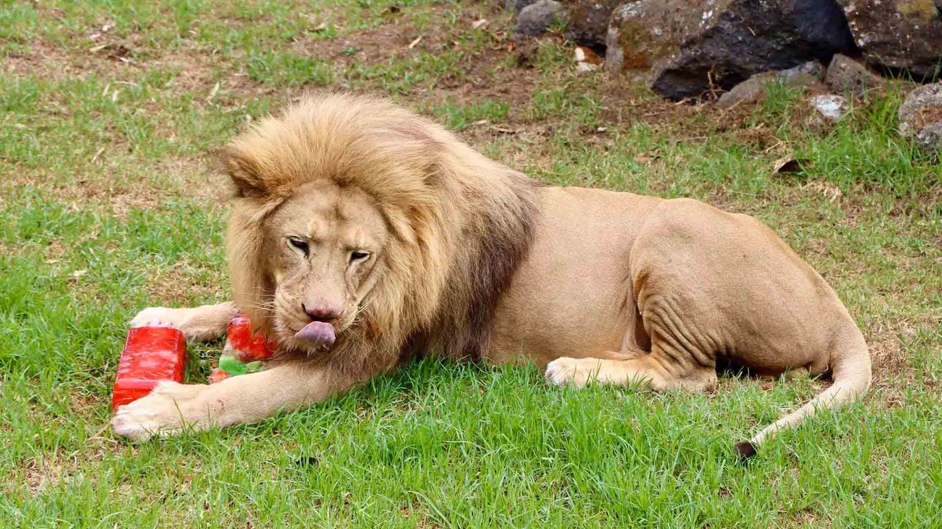 https://cdn.aucklandunlimited.com/zoo/assets/media/lions-16thbirthday-gallery-4.jpg