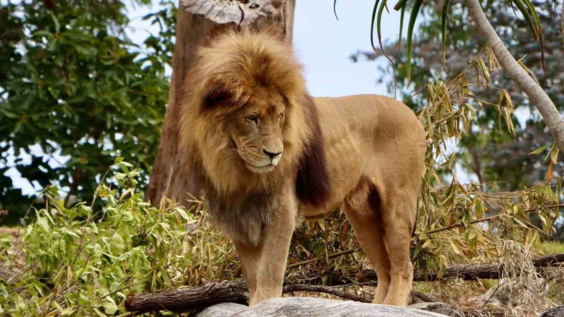 https://cdn.aucklandunlimited.com/zoo/assets/media/lions-16thbirthday-gallery.jpg