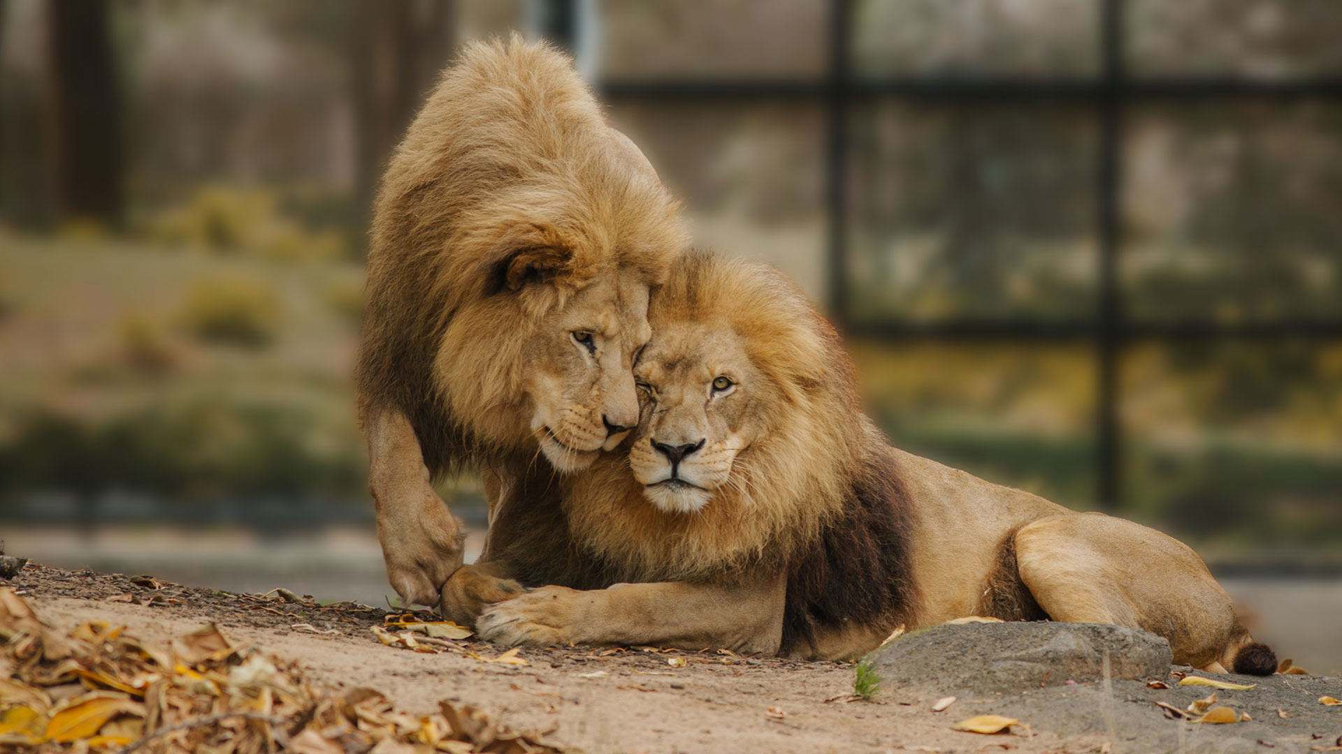 https://cdn.aucklandunlimited.com/zoo/assets/media/lions-malik-and-zulu-gallery-11.jpg