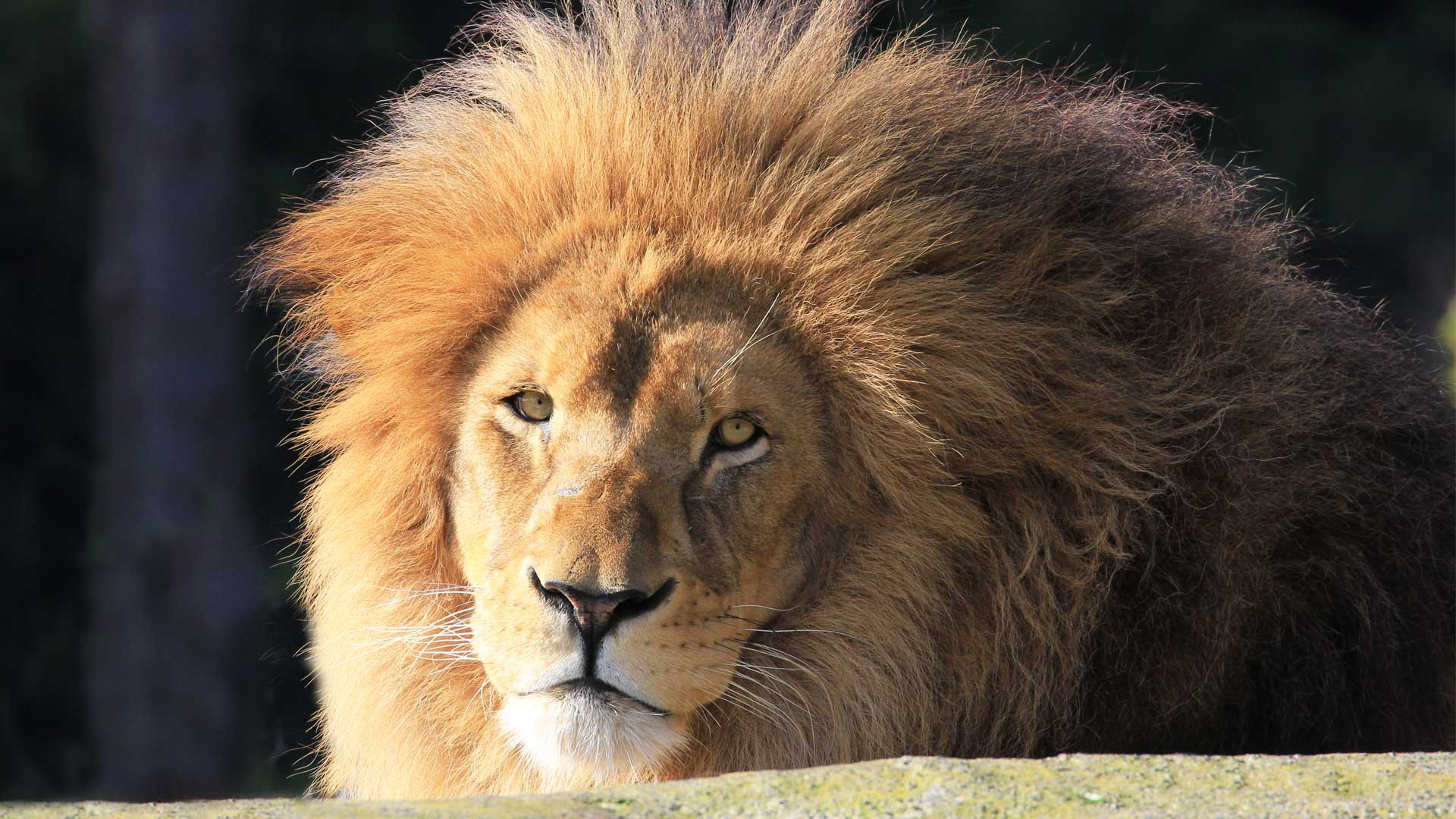 https://cdn.aucklandunlimited.com/zoo/assets/media/lions-malik-gallery-6.jpg