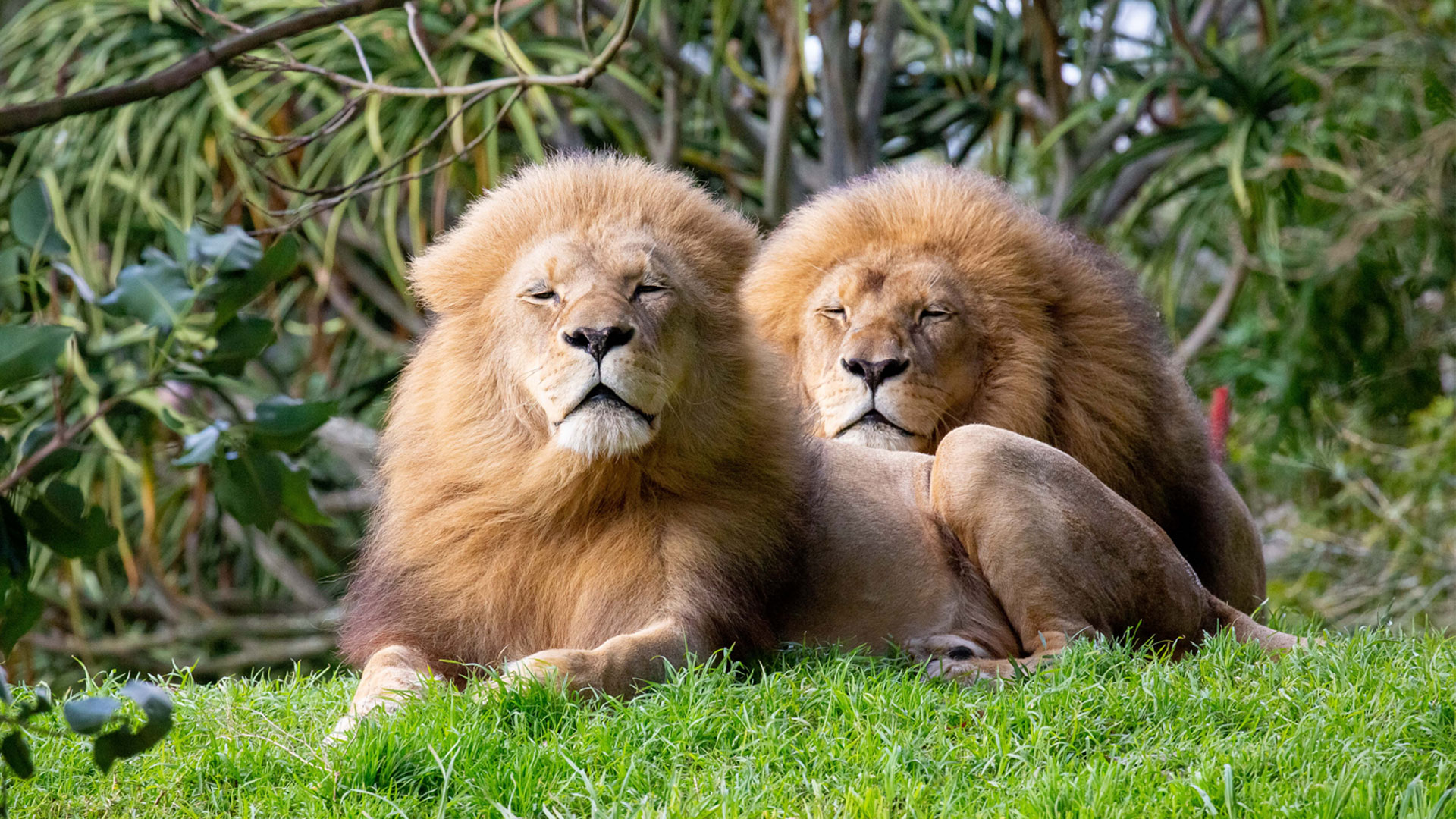https://cdn.aucklandunlimited.com/zoo/assets/media/lions-malik-zulu-gallery-1.jpg