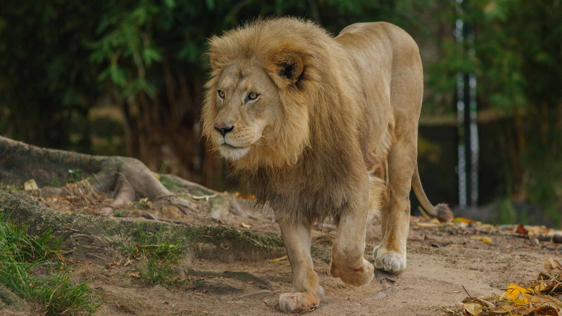 https://cdn.aucklandunlimited.com/zoo/assets/media/lions-malik-zulu-gallery-10.jpg