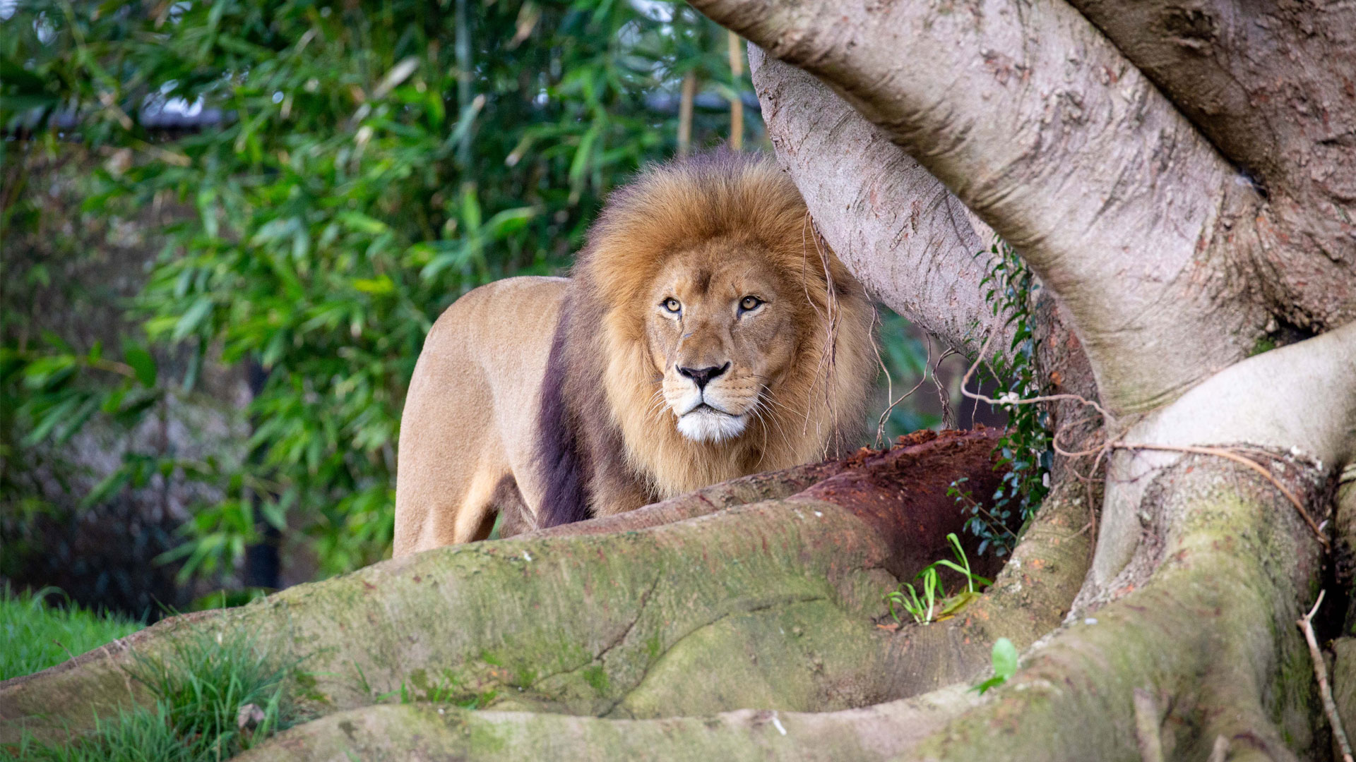 https://cdn.aucklandunlimited.com/zoo/assets/media/lions-malik-zulu-gallery-2.jpg