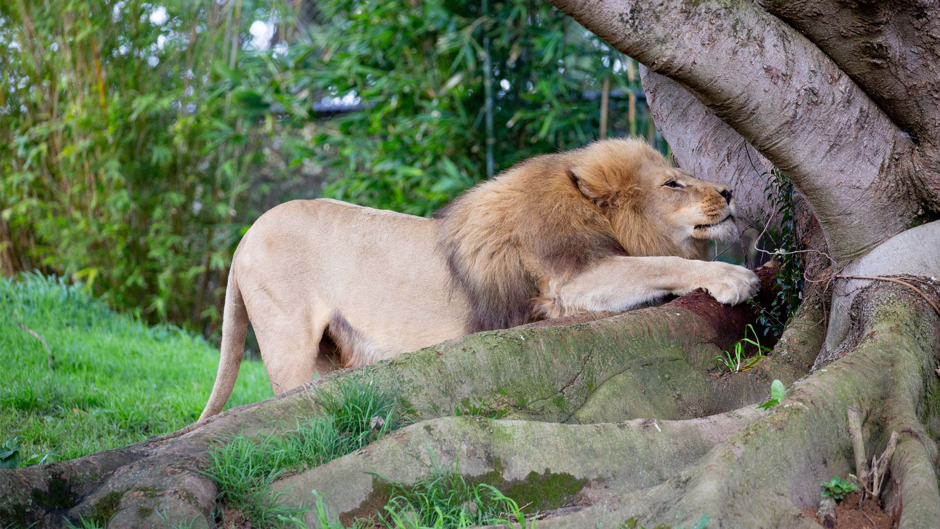 https://cdn.aucklandunlimited.com/zoo/assets/media/lions-malik-zulu-gallery-3.jpg