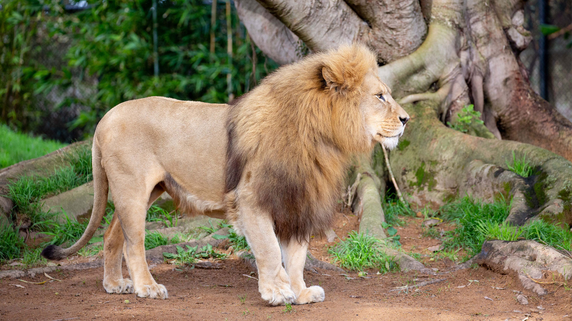https://cdn.aucklandunlimited.com/zoo/assets/media/lions-malik-zulu-gallery-4.jpg