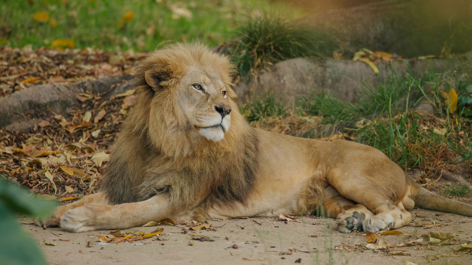 https://cdn.aucklandunlimited.com/zoo/assets/media/lions-malik-zulu-gallery-6.jpg
