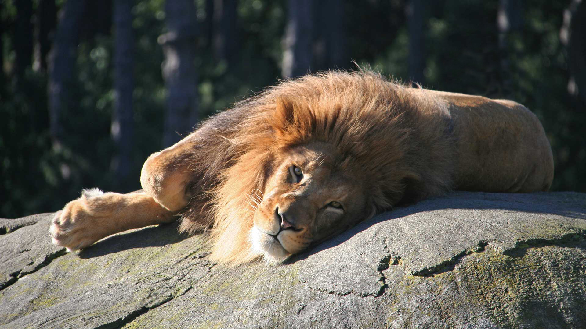 https://cdn.aucklandunlimited.com/zoo/assets/media/lions-zulu-gallery-2.jpg