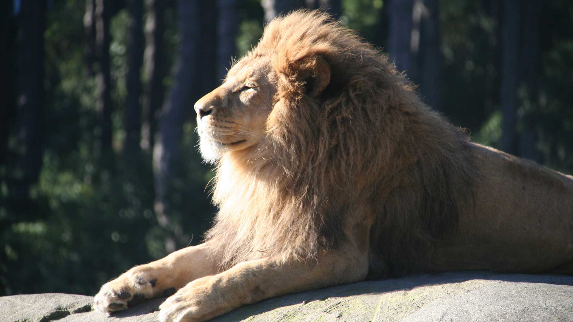 https://cdn.aucklandunlimited.com/zoo/assets/media/lions-zulu-gallery-4.jpg