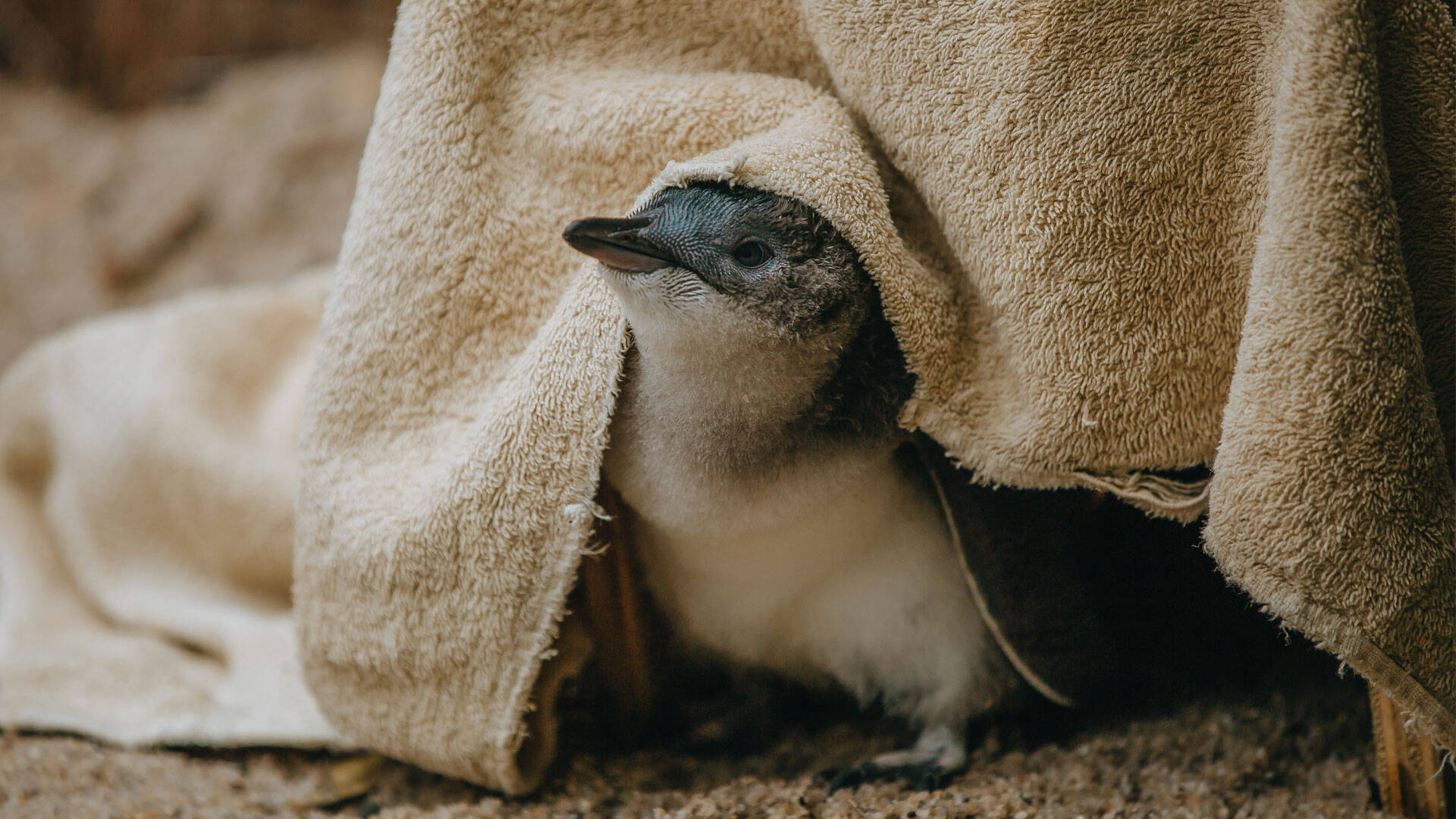 https://cdn.aucklandunlimited.com/zoo/assets/media/little-penguin-tamaroa-gallery-2.jpg