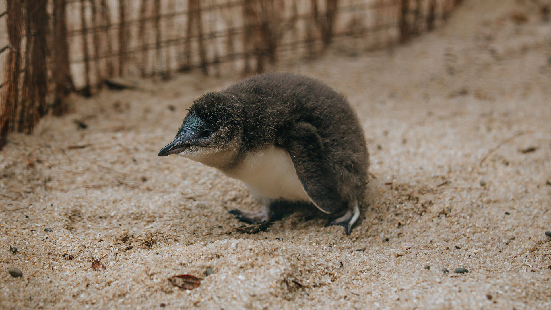 https://cdn.aucklandunlimited.com/zoo/assets/media/little-penguin-tamaroa-gallery-3.jpg