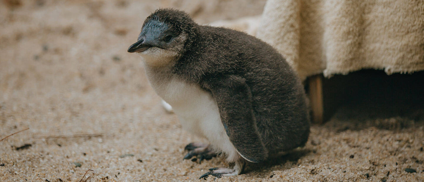 https://cdn.aucklandunlimited.com/zoo/assets/media/little-penguin-tamaroa-hero-1.jpg