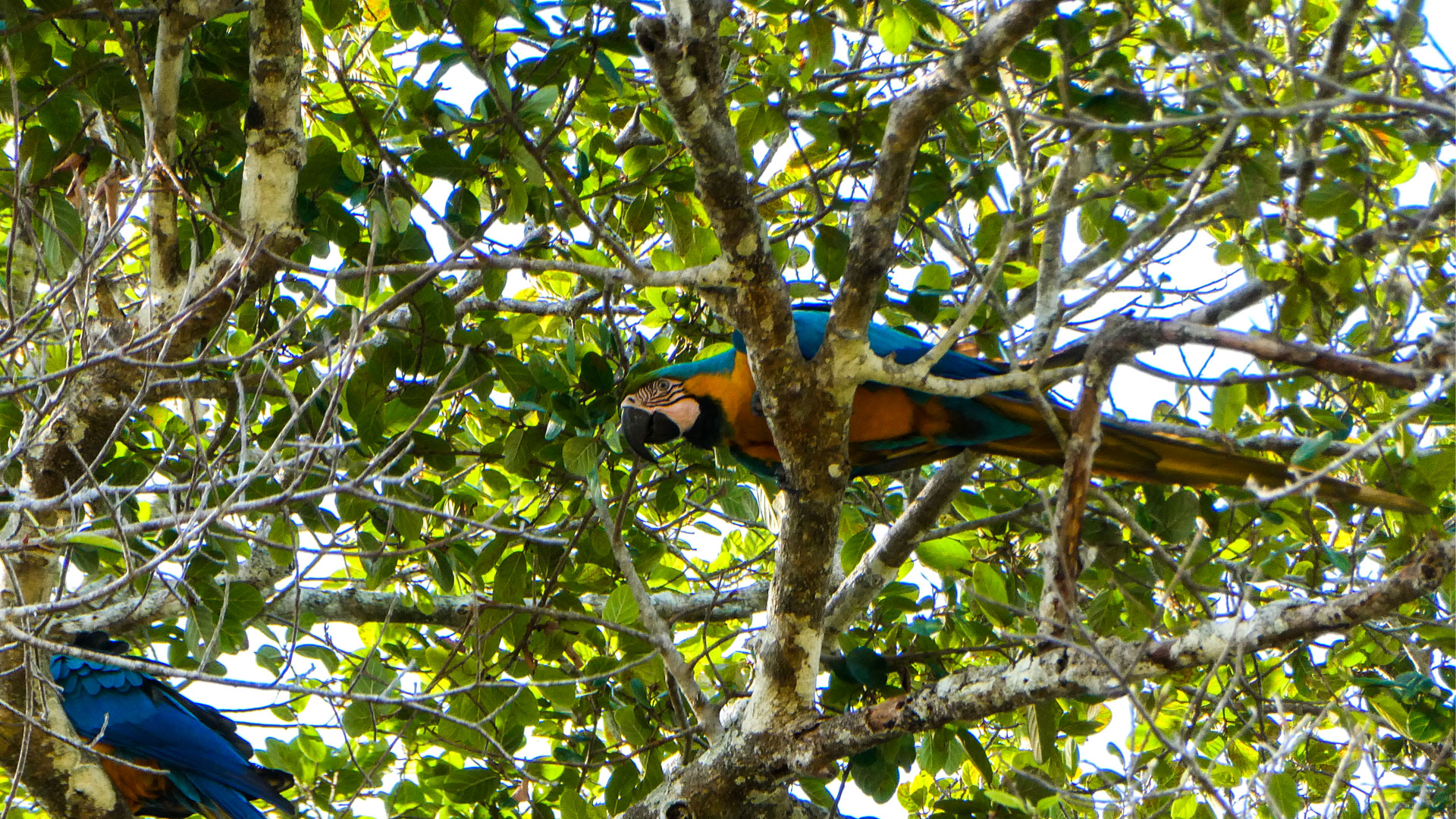 https://cdn.aucklandunlimited.com/zoo/assets/media/macaws-sachin-story-gallery-5.jpg