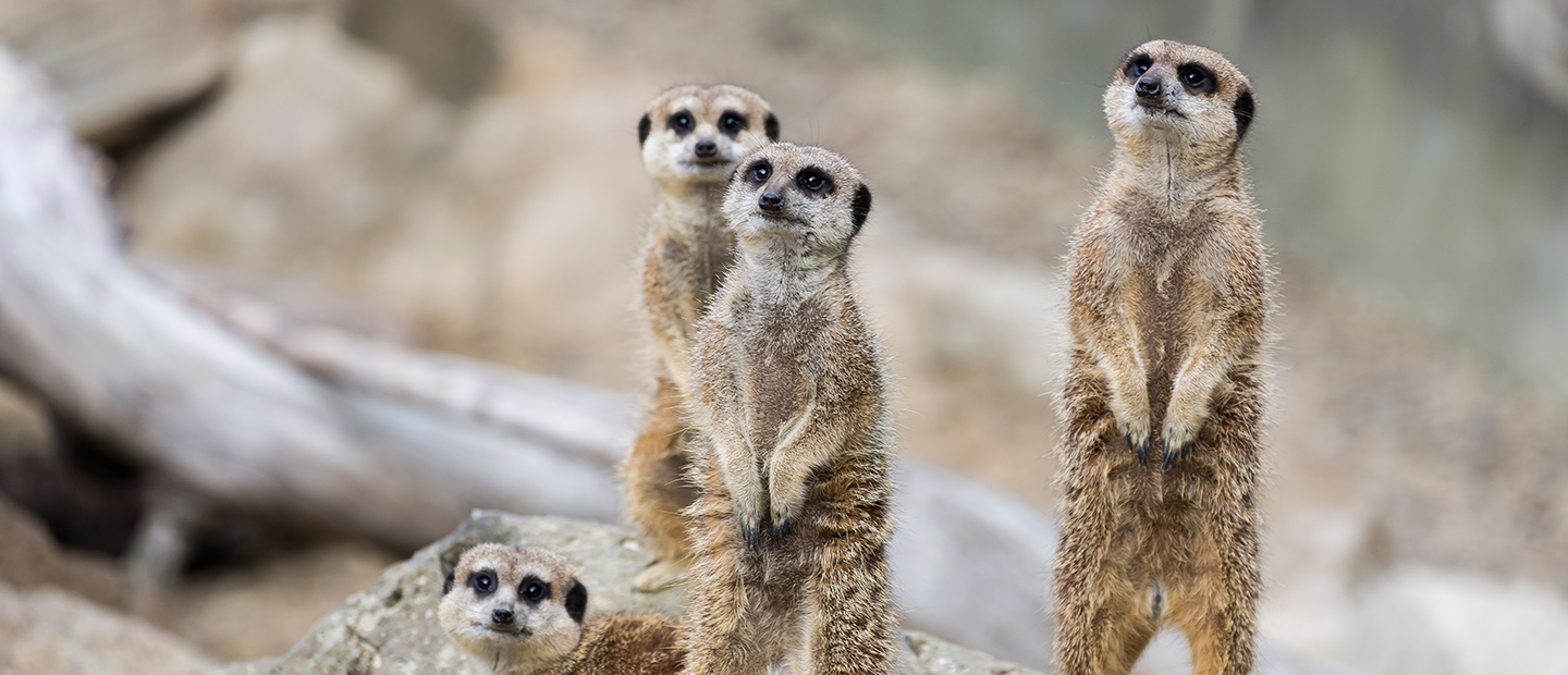 Bianca creates an enriching meal for our meerkat mob! | Auckland Zoo News