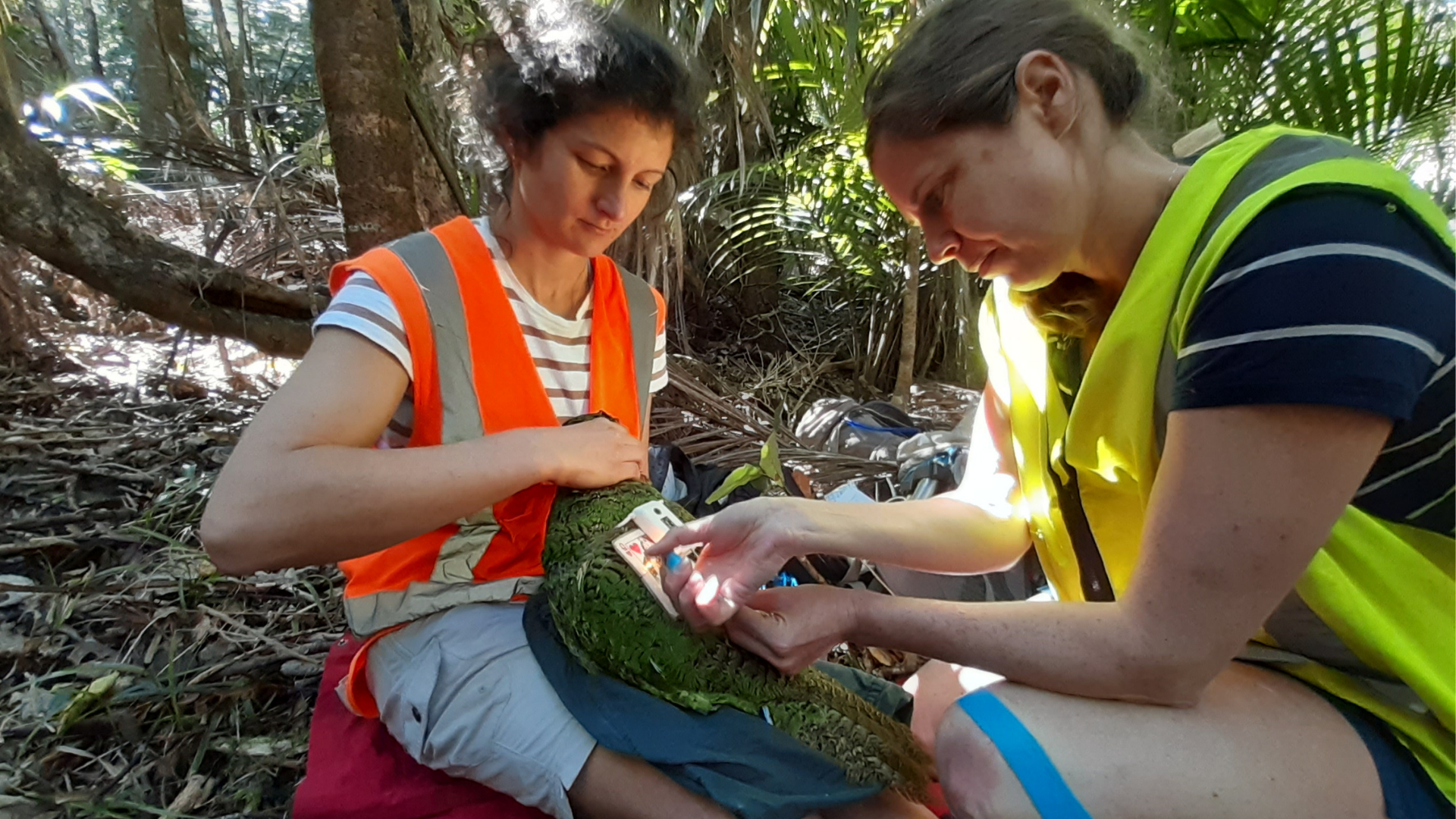 https://cdn.aucklandunlimited.com/zoo/assets/media/mikaylie-and-bird-keeper-catherine-fitting-a-transmitter-on-a-kakapo.png