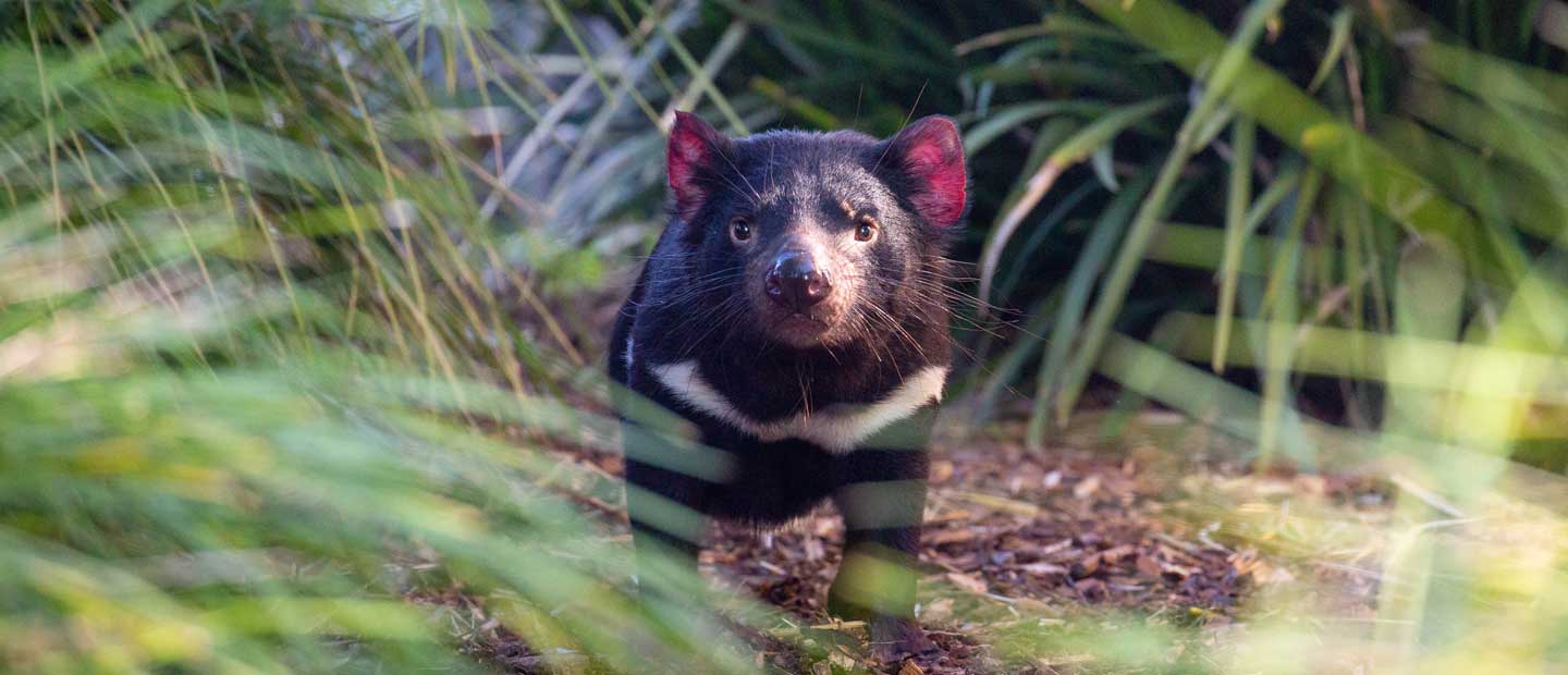 Tasmanian devil  San Diego Zoo Wildlife Explorers