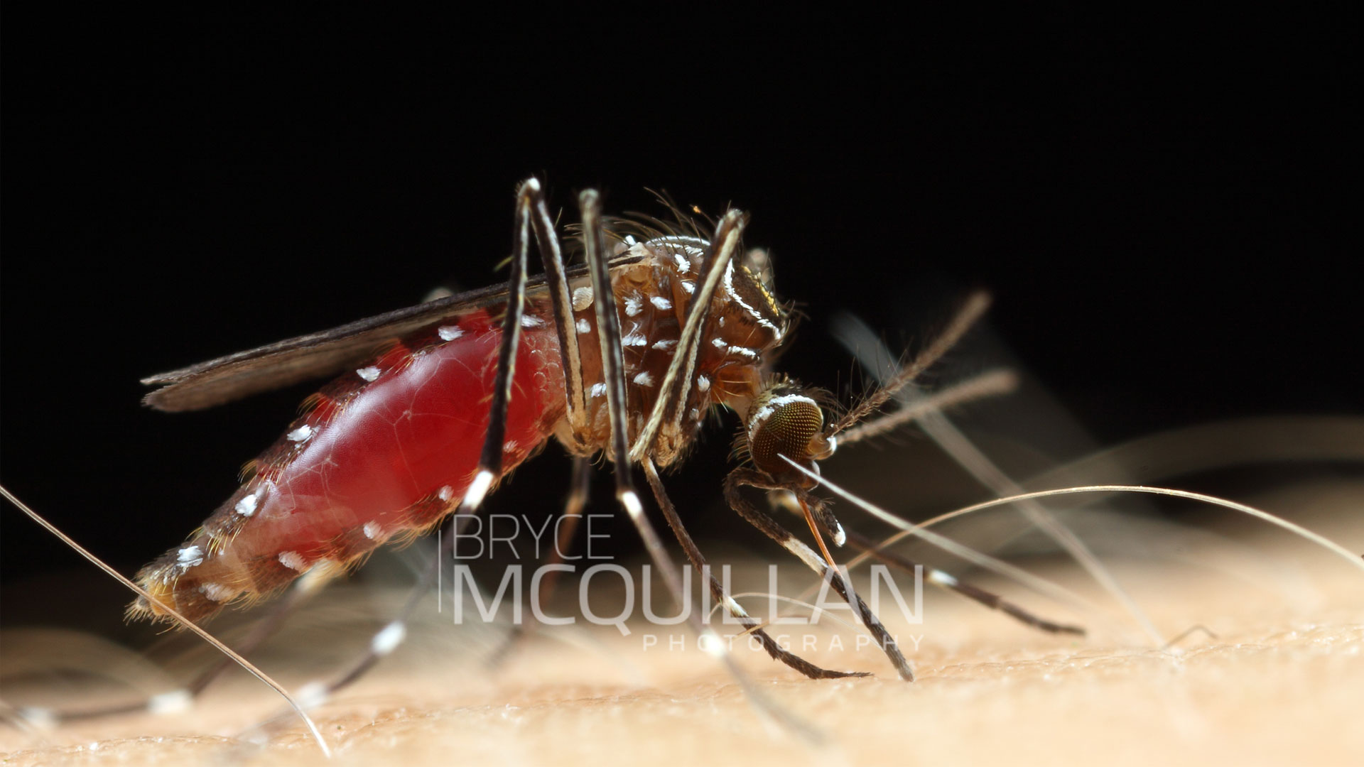 https://cdn.aucklandunlimited.com/zoo/assets/media/new-zealand-mosquito-credit-required-gallery-11.jpg