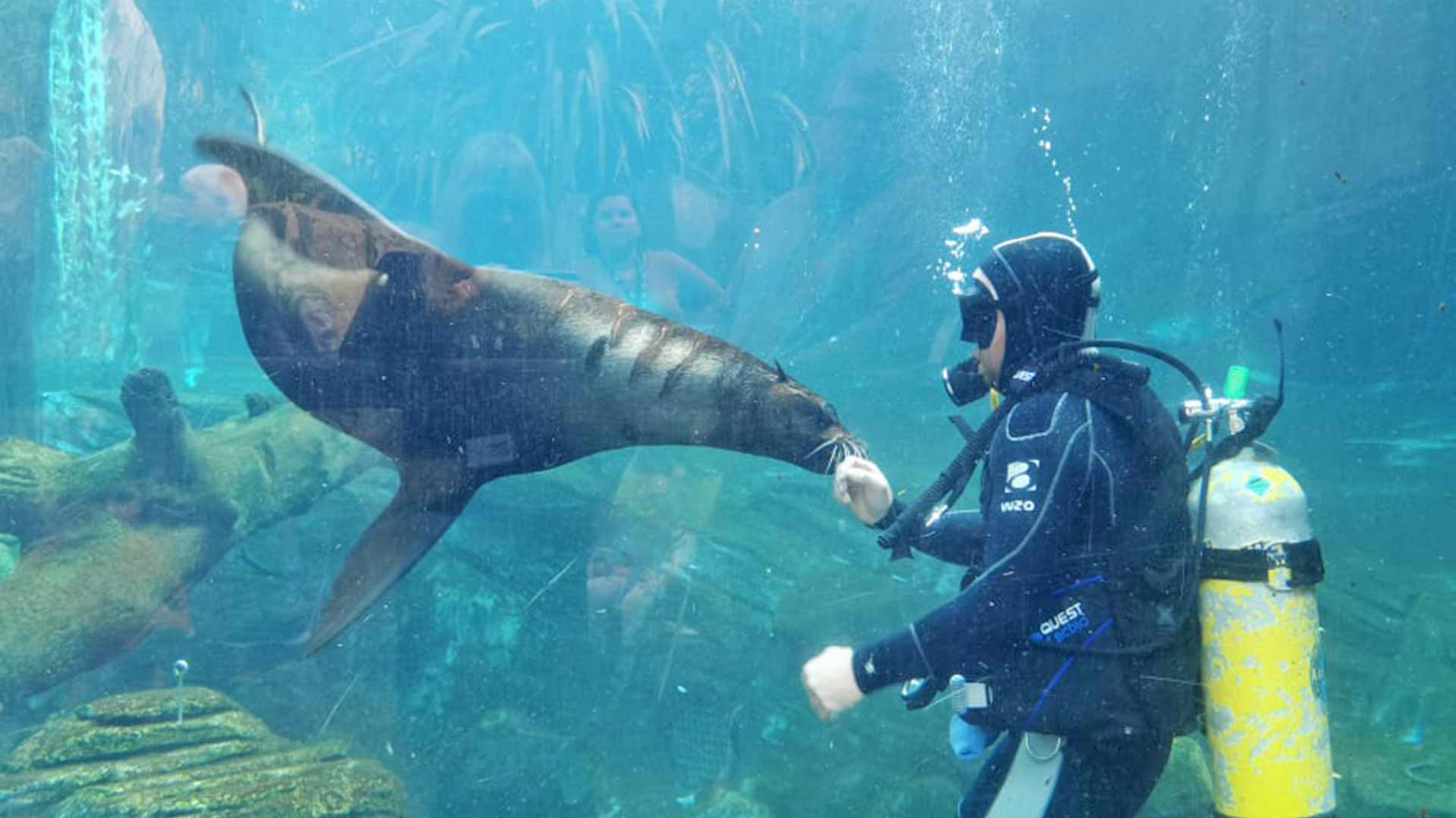 https://cdn.aucklandunlimited.com/zoo/assets/media/odin-fur-seal-diving-gallery.jpg