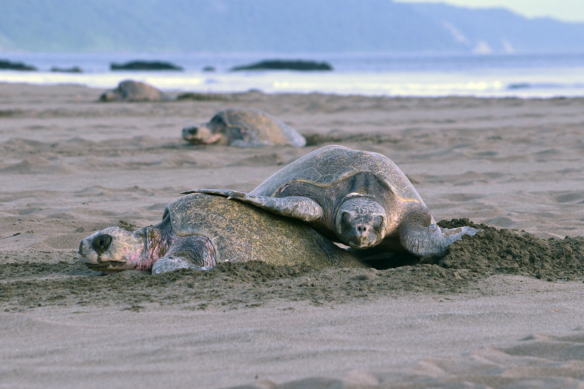 https://cdn.aucklandunlimited.com/zoo/assets/media/olive-ridley-sea-turtles-during-mass-nesting-event-in-costa-rica-2-by-barbara-selles.jpg