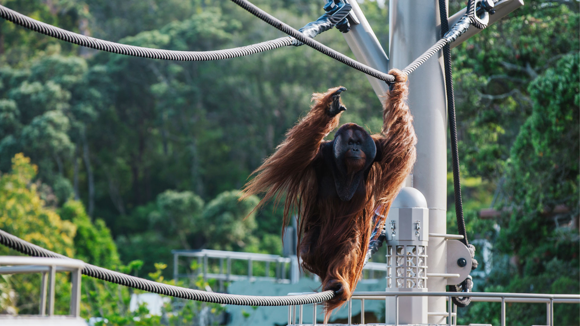 https://cdn.aucklandunlimited.com/zoo/assets/media/orangutan-aerial-pathways-gallery-1.jpg