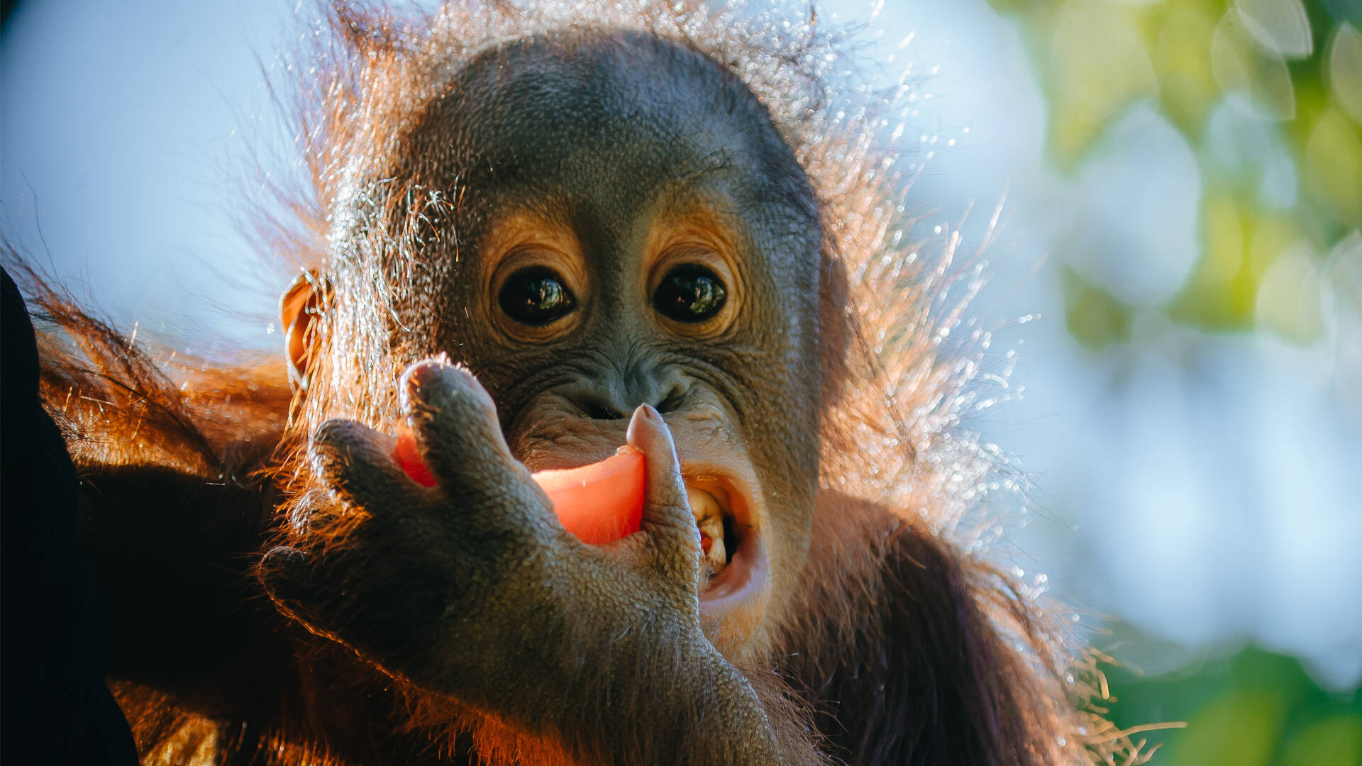 https://cdn.aucklandunlimited.com/zoo/assets/media/orangutan-bahmi-second-birthday-gallery-1.jpg