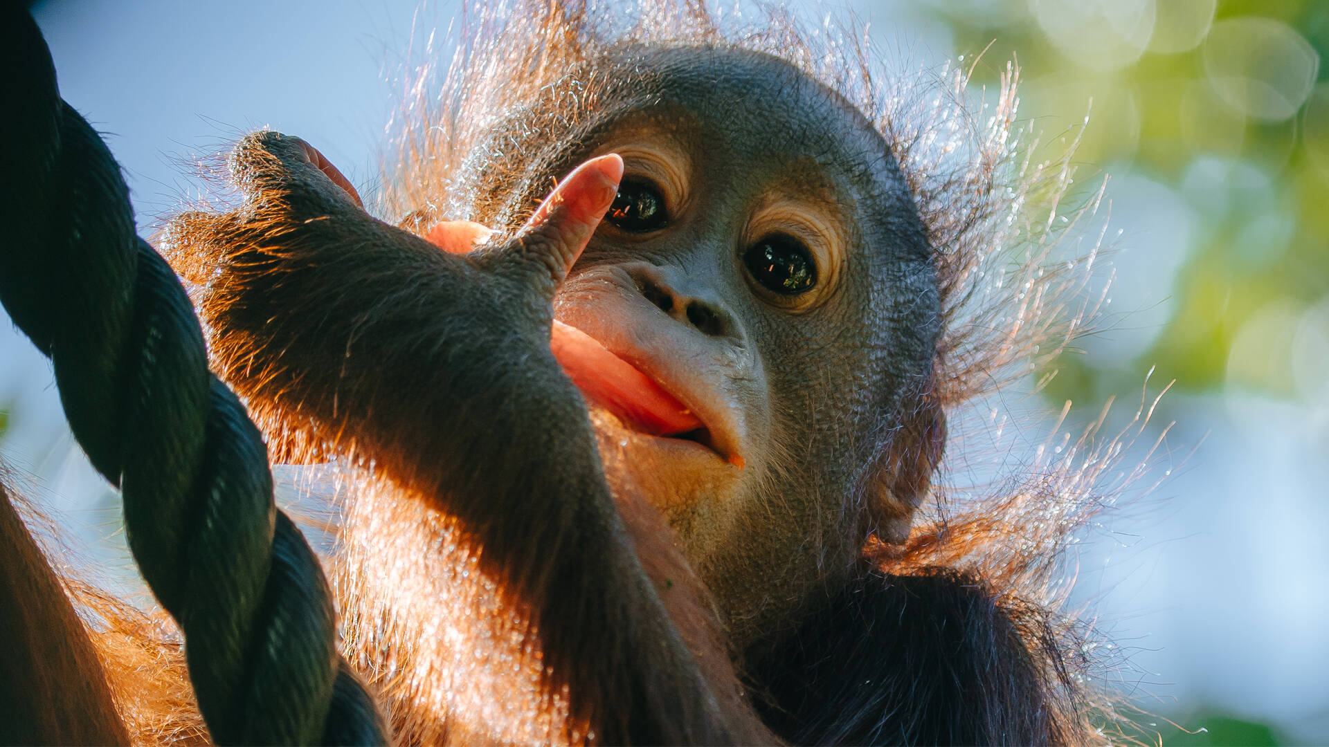 https://cdn.aucklandunlimited.com/zoo/assets/media/orangutan-bahmi-second-birthday-gallery-2.jpg