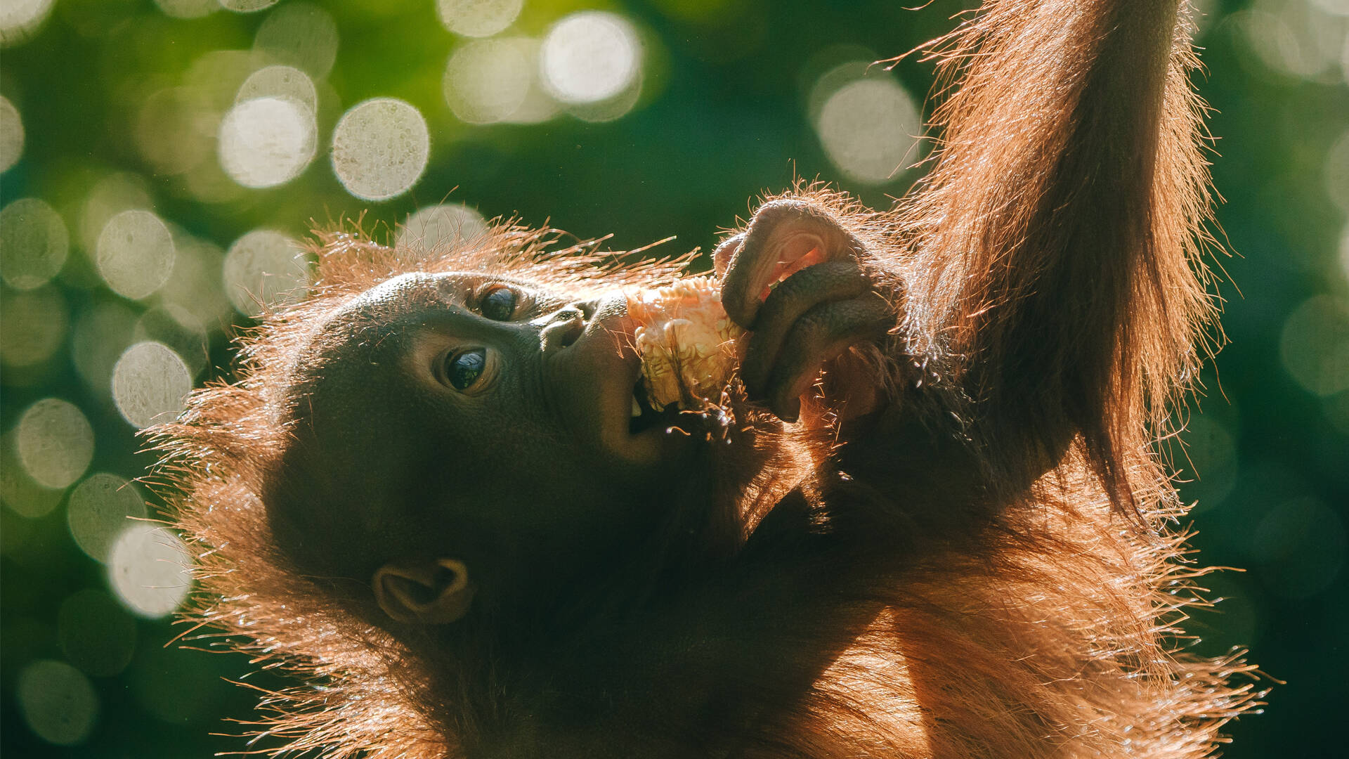 https://cdn.aucklandunlimited.com/zoo/assets/media/orangutan-bahmi-second-birthday-gallery-3.jpg