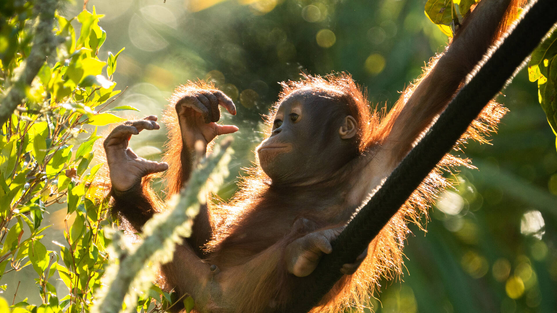 https://cdn.aucklandunlimited.com/zoo/assets/media/orangutan-bahmi-second-birthday-gallery-4.jpg
