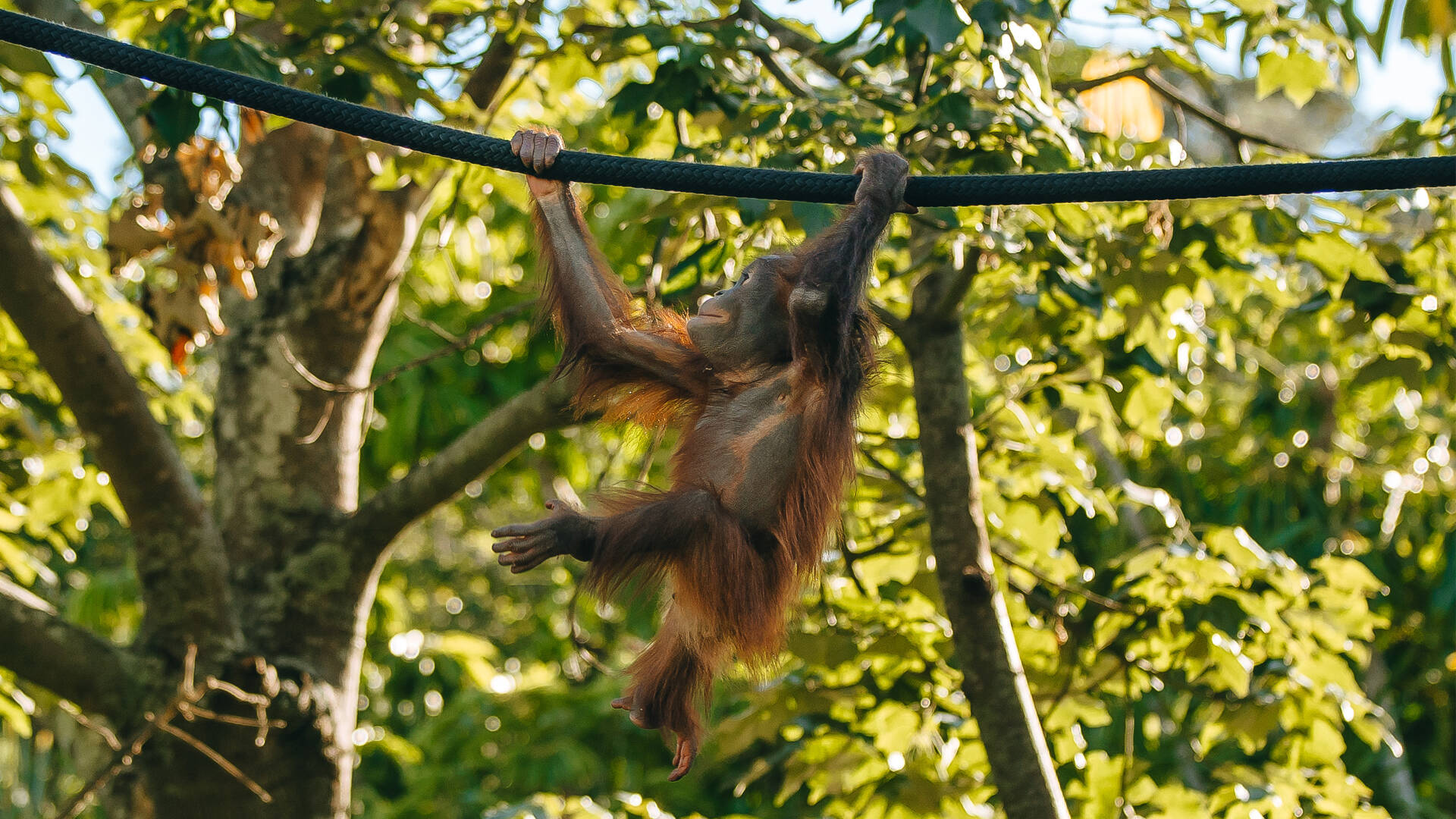https://cdn.aucklandunlimited.com/zoo/assets/media/orangutan-bahmi-second-birthday-gallery-5.jpg