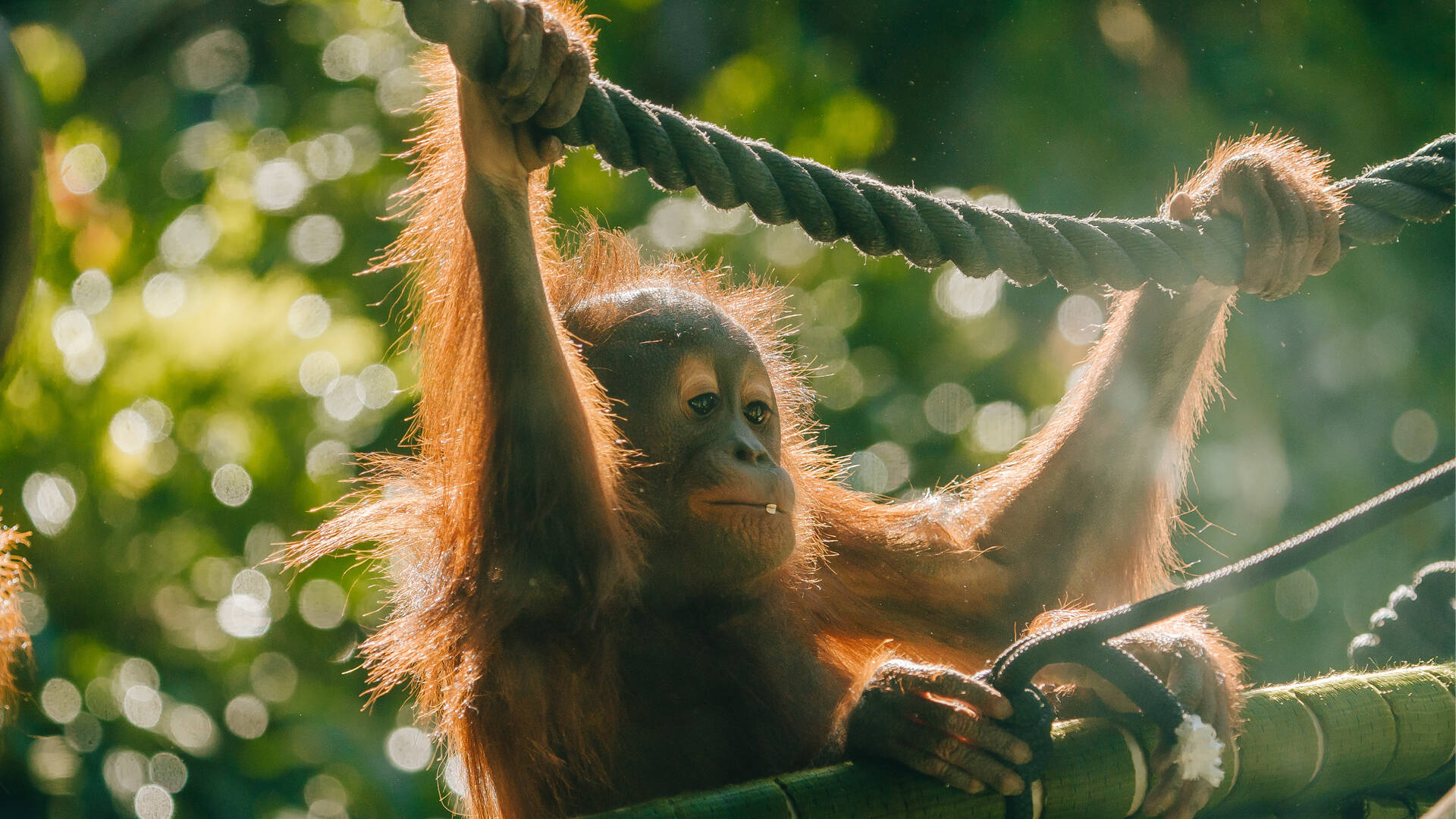 https://cdn.aucklandunlimited.com/zoo/assets/media/orangutan-bahmi-second-birthday-gallery-6.jpg