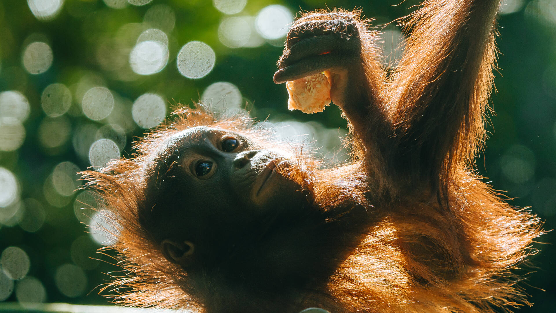 https://cdn.aucklandunlimited.com/zoo/assets/media/orangutan-bahmi-second-birthday-gallery-7.jpg