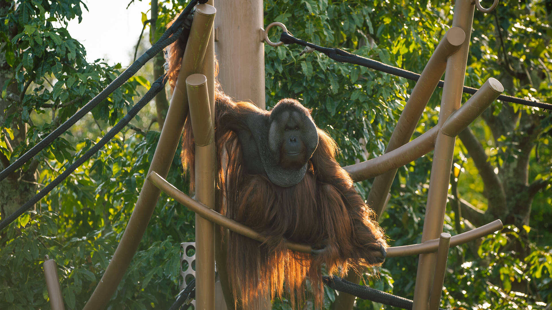 https://cdn.aucklandunlimited.com/zoo/assets/media/orangutan-charlie-2023-gallery-1.jpg