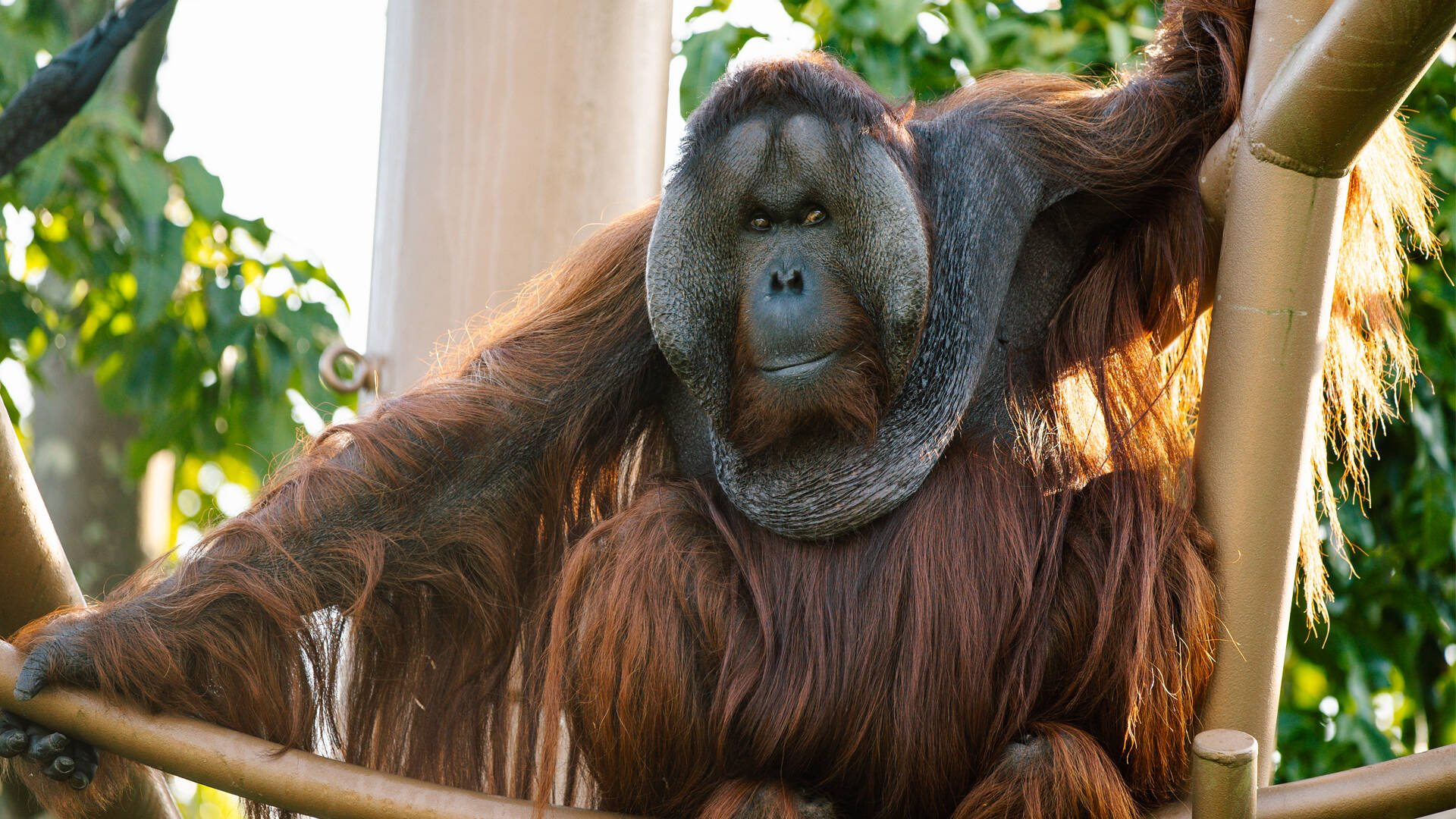 https://cdn.aucklandunlimited.com/zoo/assets/media/orangutan-charlie-2023-gallery-2.jpg