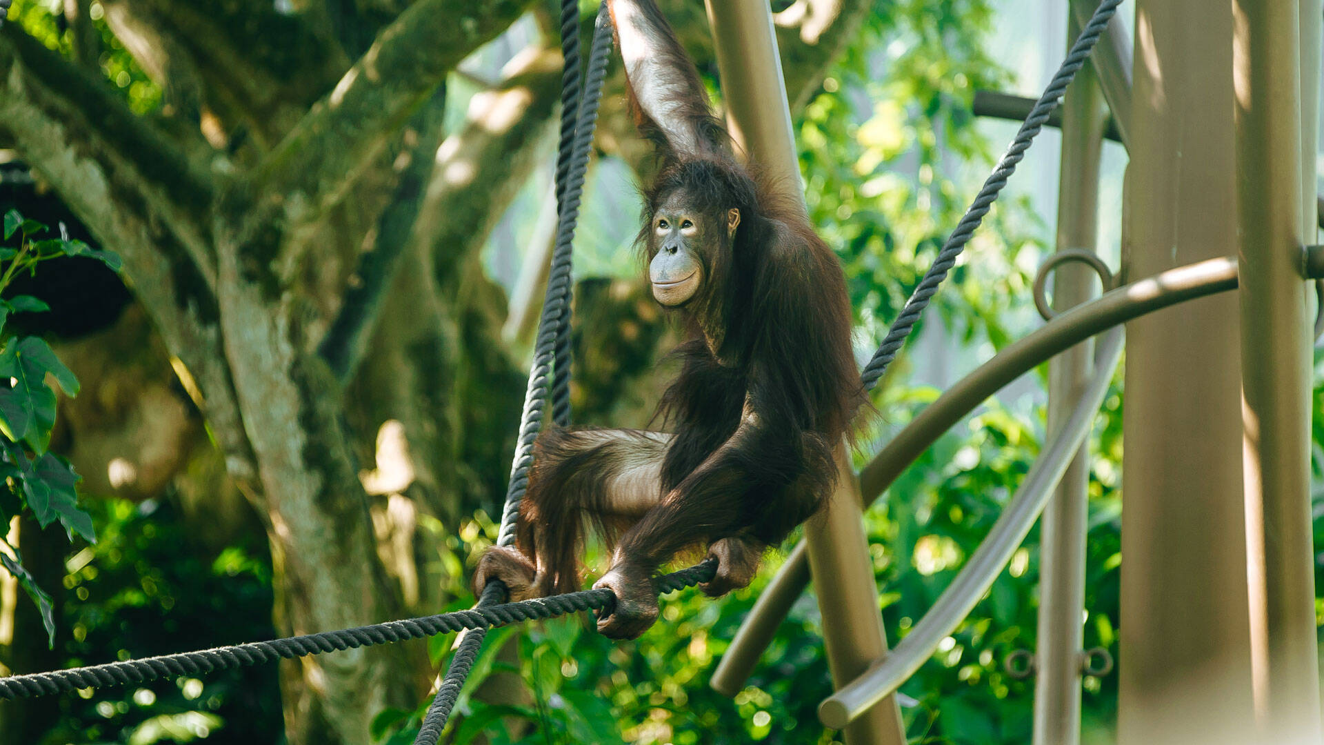 https://cdn.aucklandunlimited.com/zoo/assets/media/orangutan-daya-gallery-1.jpg