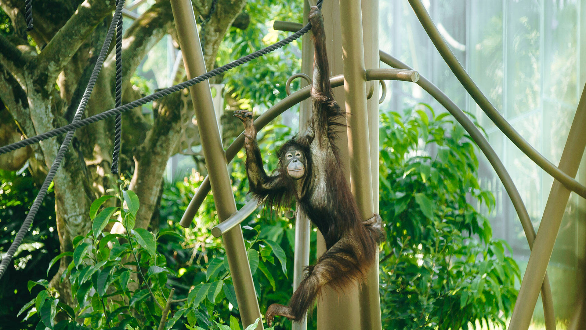 https://cdn.aucklandunlimited.com/zoo/assets/media/orangutan-daya-gallery-3.jpg