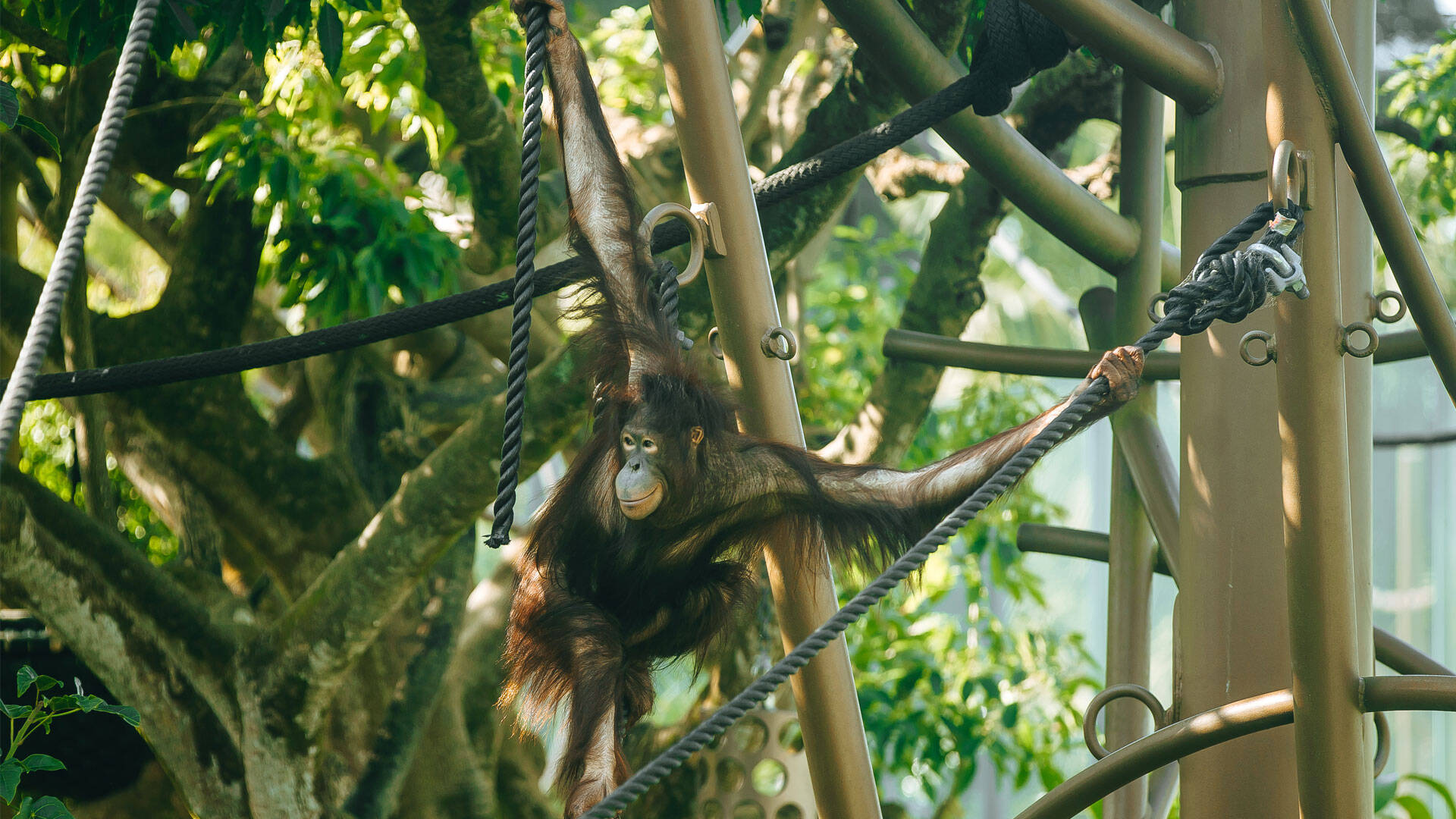 https://cdn.aucklandunlimited.com/zoo/assets/media/orangutan-daya-gallery-4.jpg