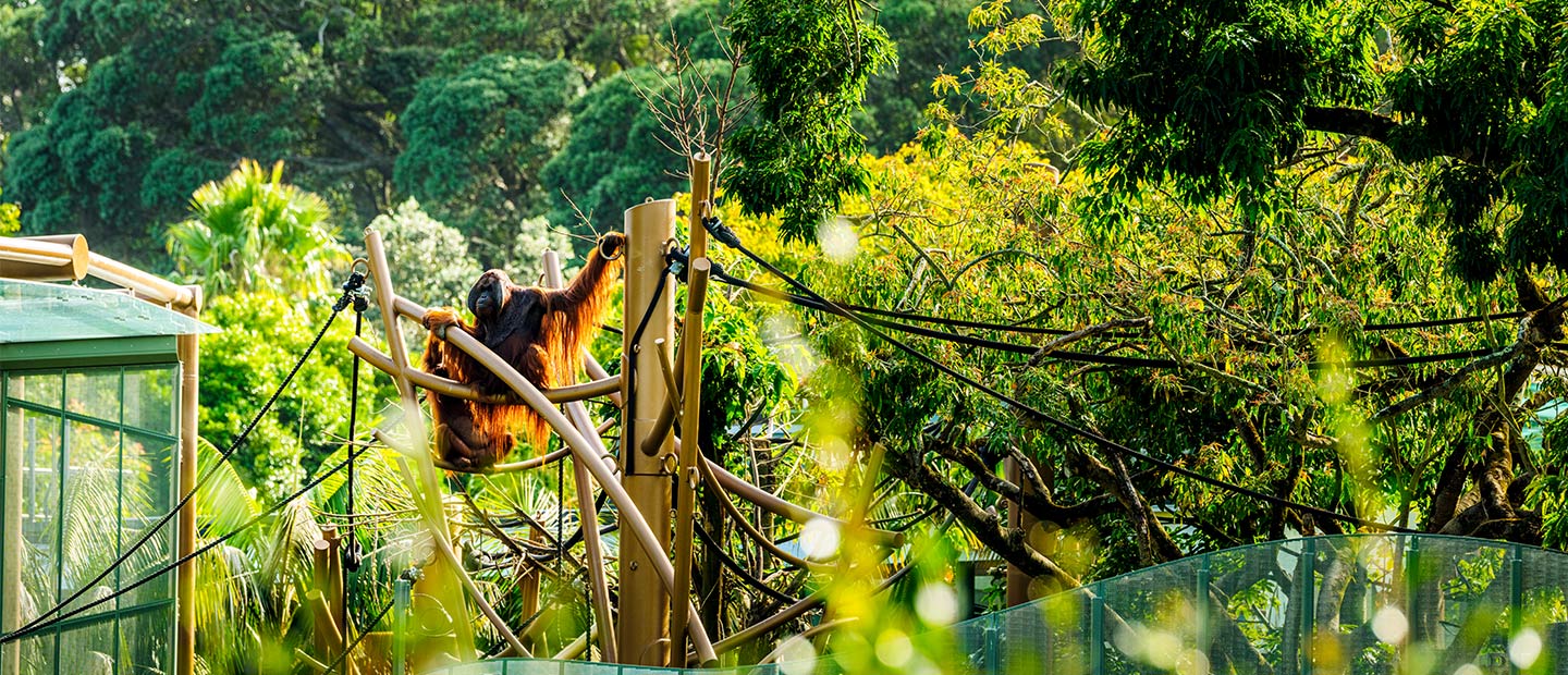 https://cdn.aucklandunlimited.com/zoo/assets/media/orangutan-high-canopy-habitat-hero.jpg